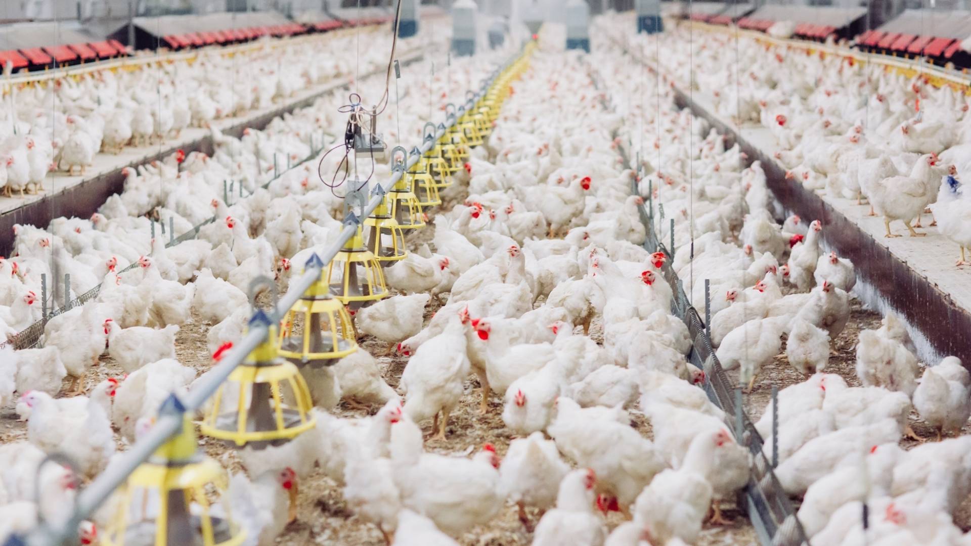 مزرعة دجاج أبيض