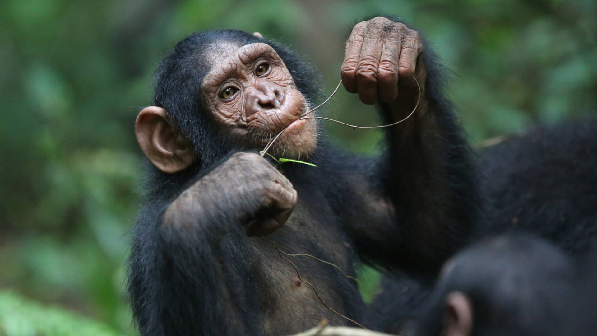 جدري القرود