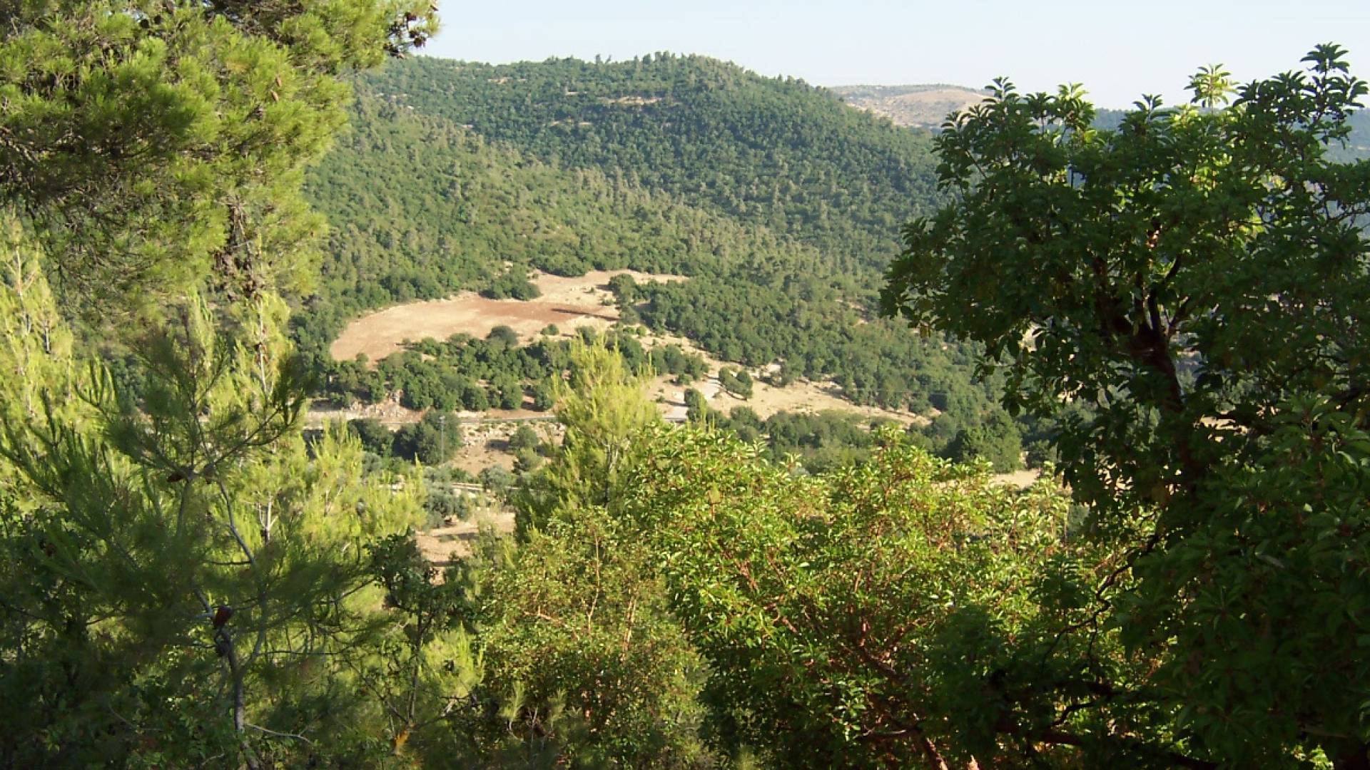 لقطة عامة للأشجار في عجلون