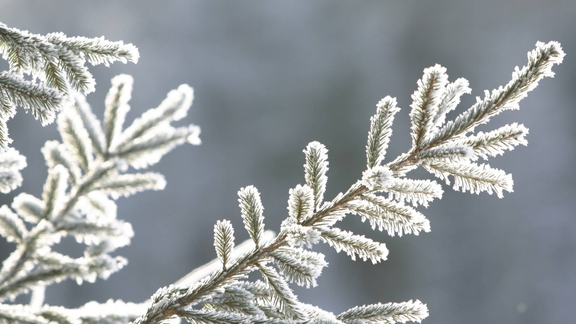 صقيع - تعبيرية