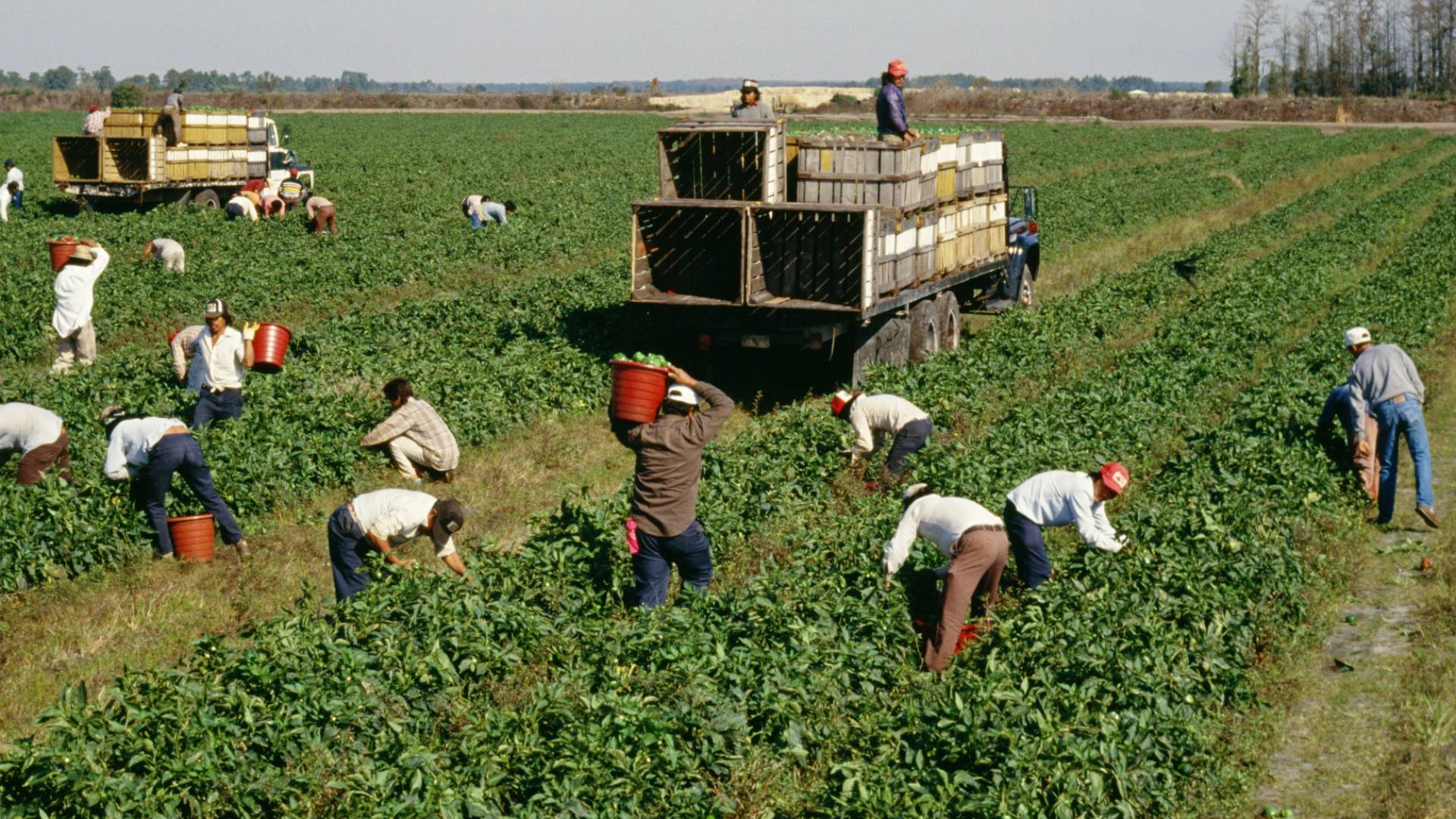 صورة تظهر عمال زراعة