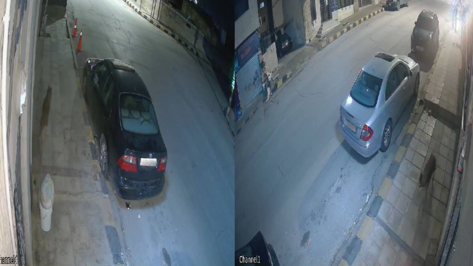 كاميرات المراقبة ترصد ذئبا يتجول في شوارع مأدبا.. فيديو
