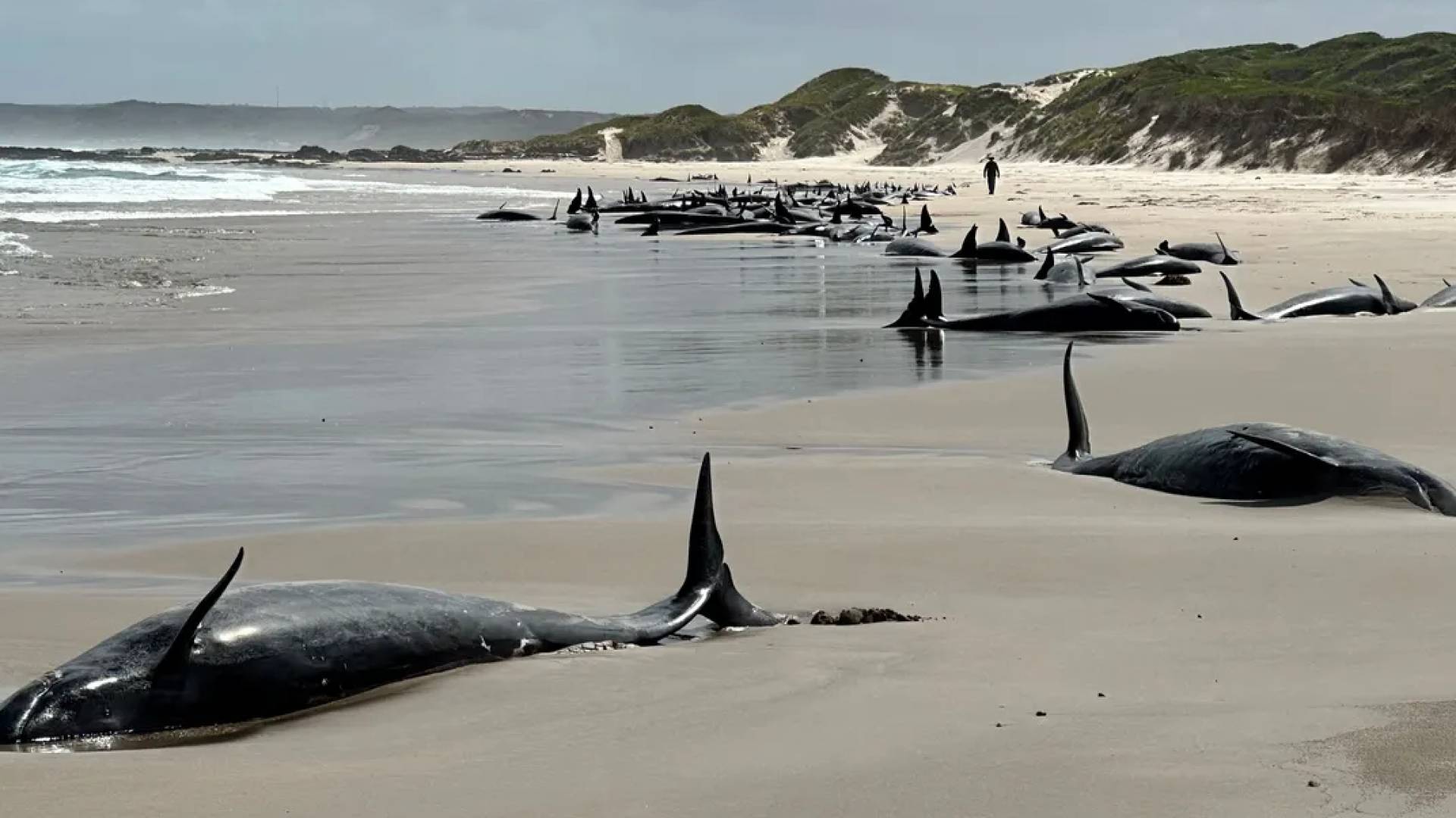 جنوح 157 حوتًا