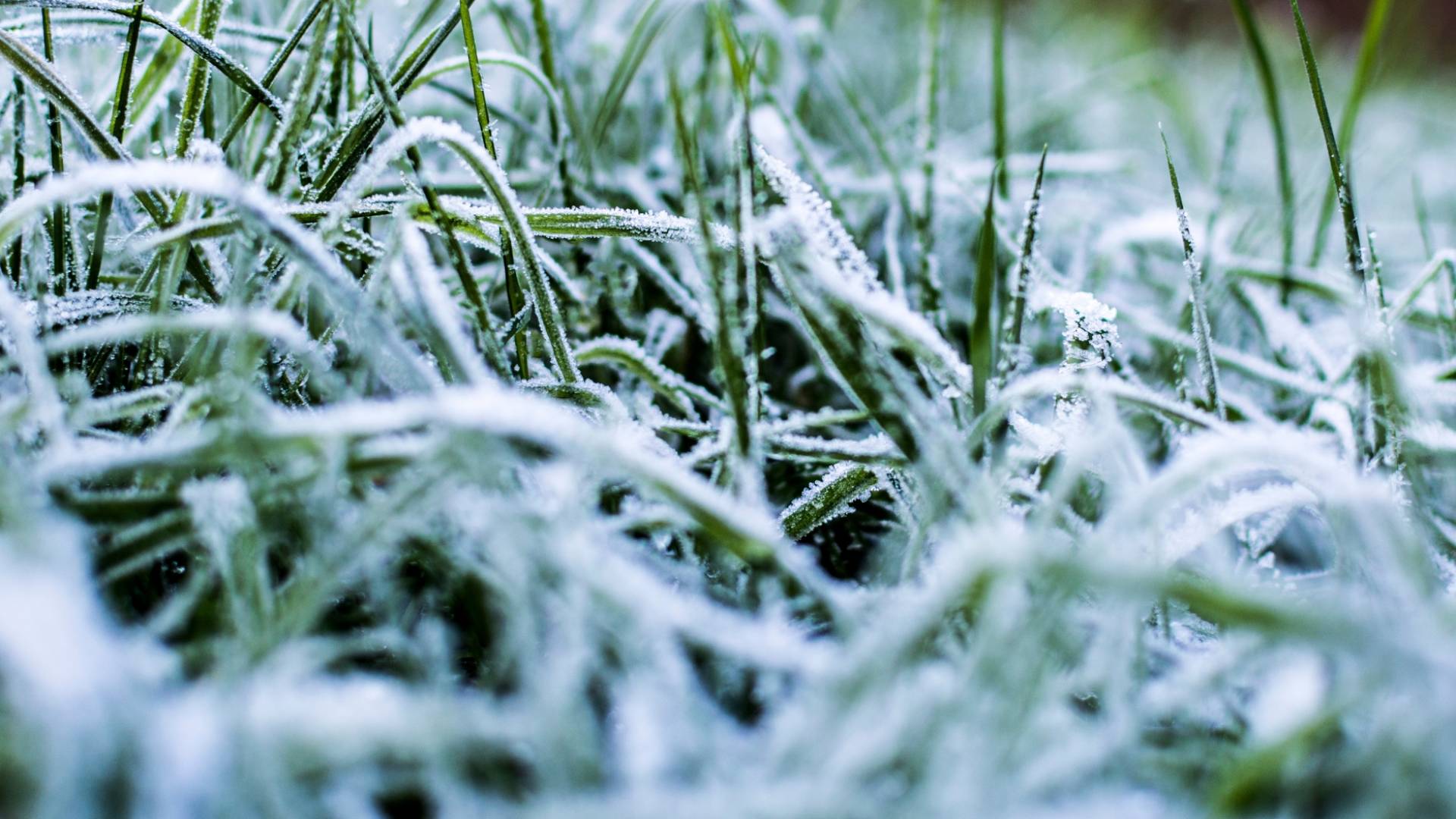 حدوث صقيع "تعبيرية"