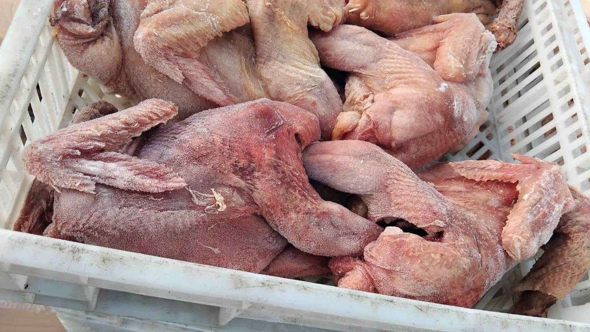 جانب من الدواجن التالفة