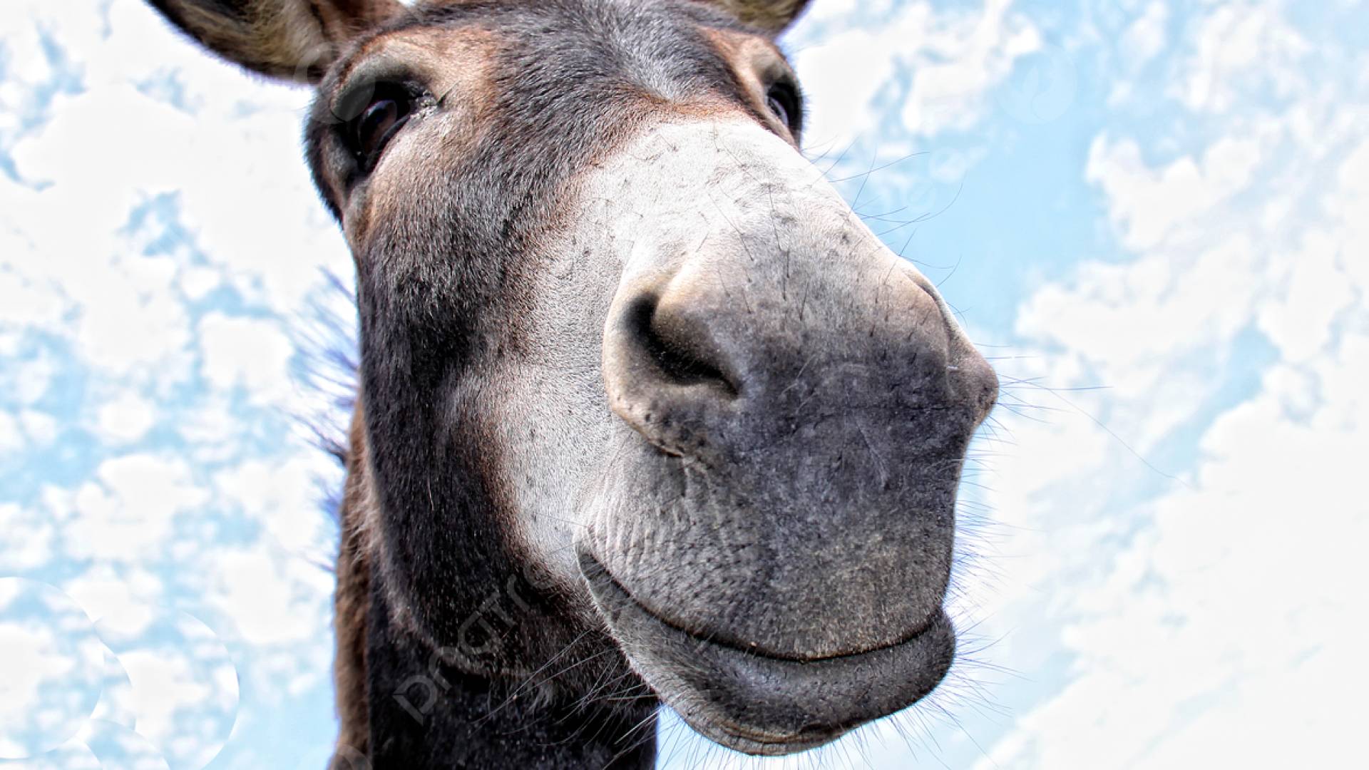 "لحوم الحمير" تثير الذعر في الجزائر قبل رمضان