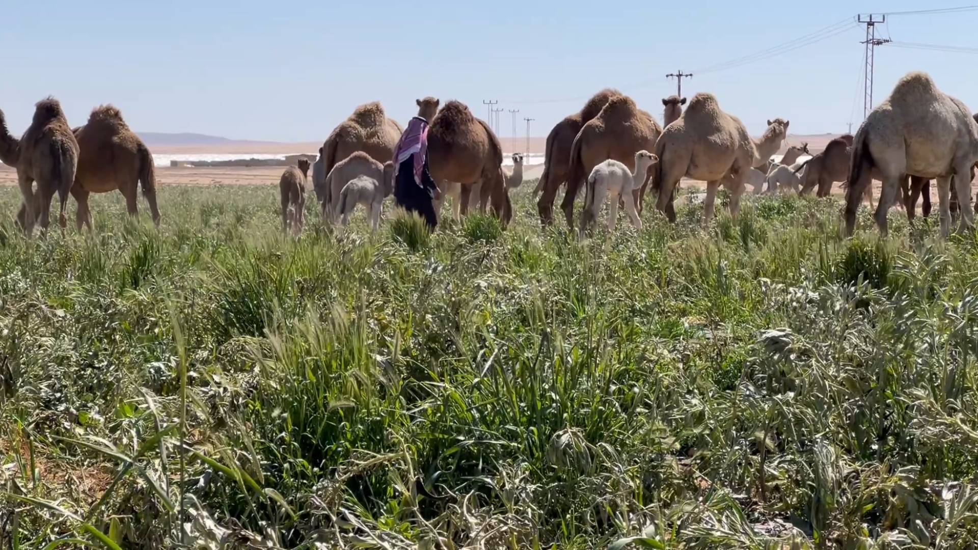مزارعون في أم الرصاص يطلقون الإبل في الحقول المتضررة بعد موجة الصقيع.. فيديو