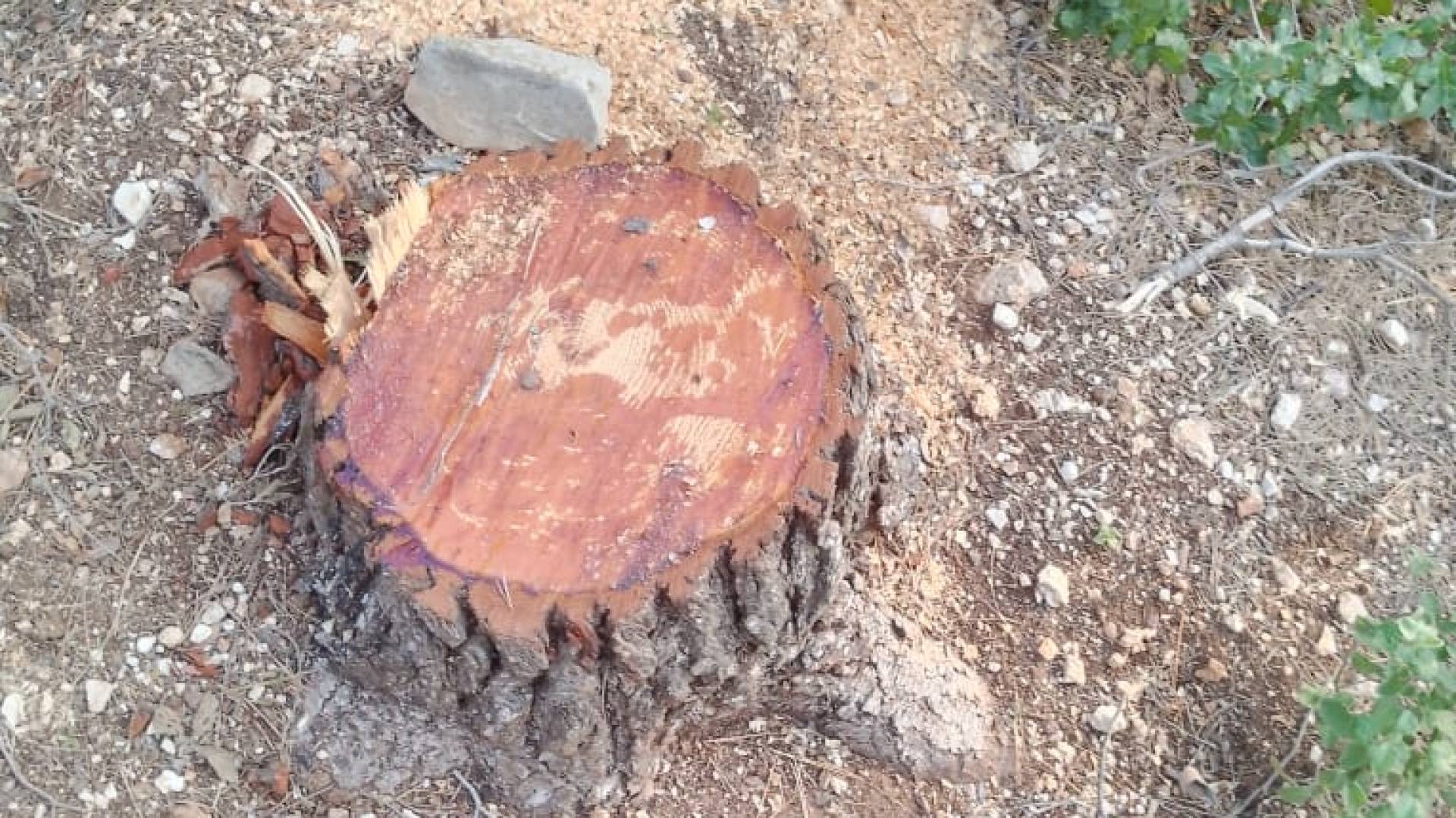 تقطيع أشجار