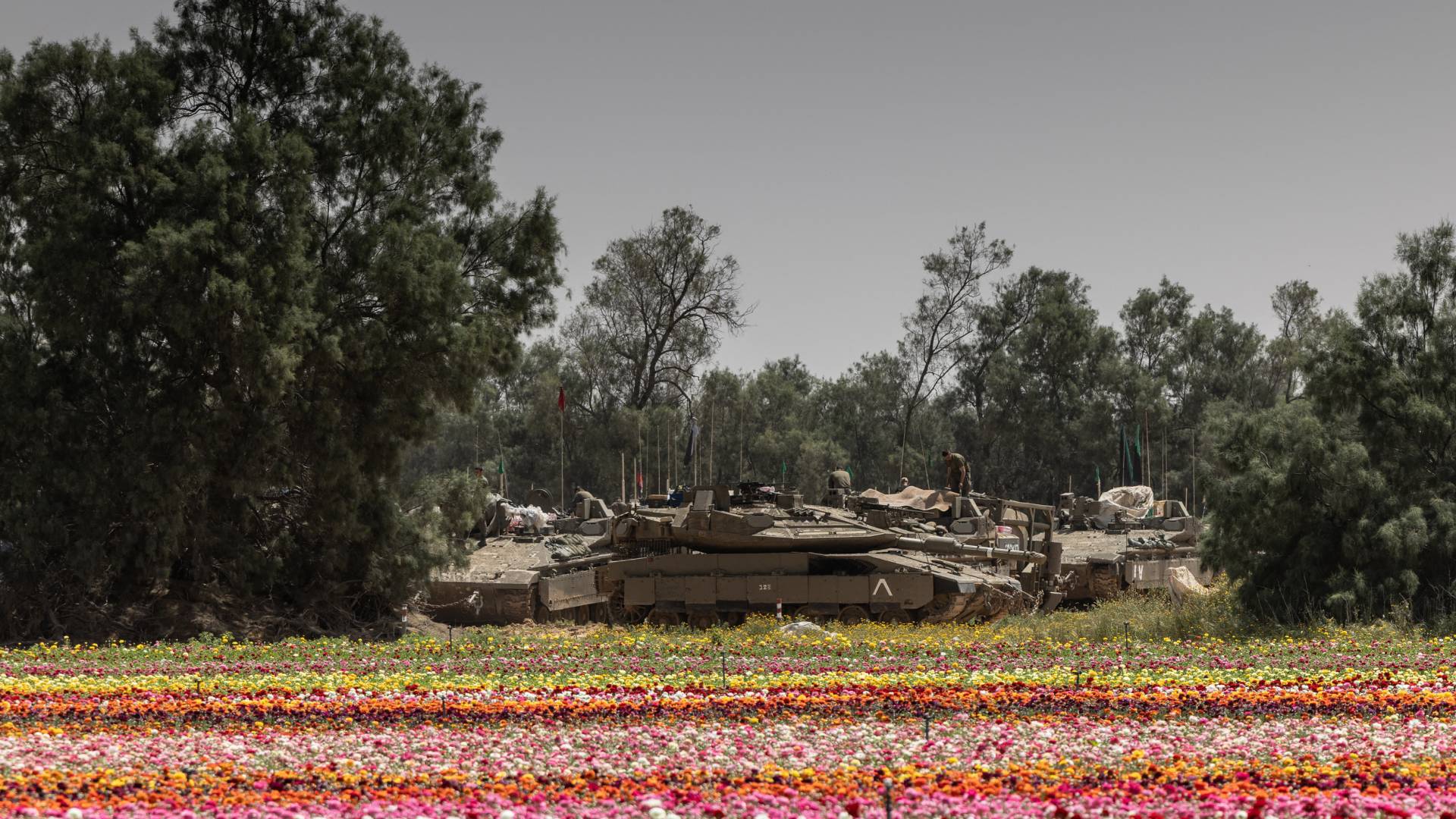 قوات الاحتلال تنشر دباباتها قرب حقل من زهور الحنون بجوار الحدود مع قطاع غزة