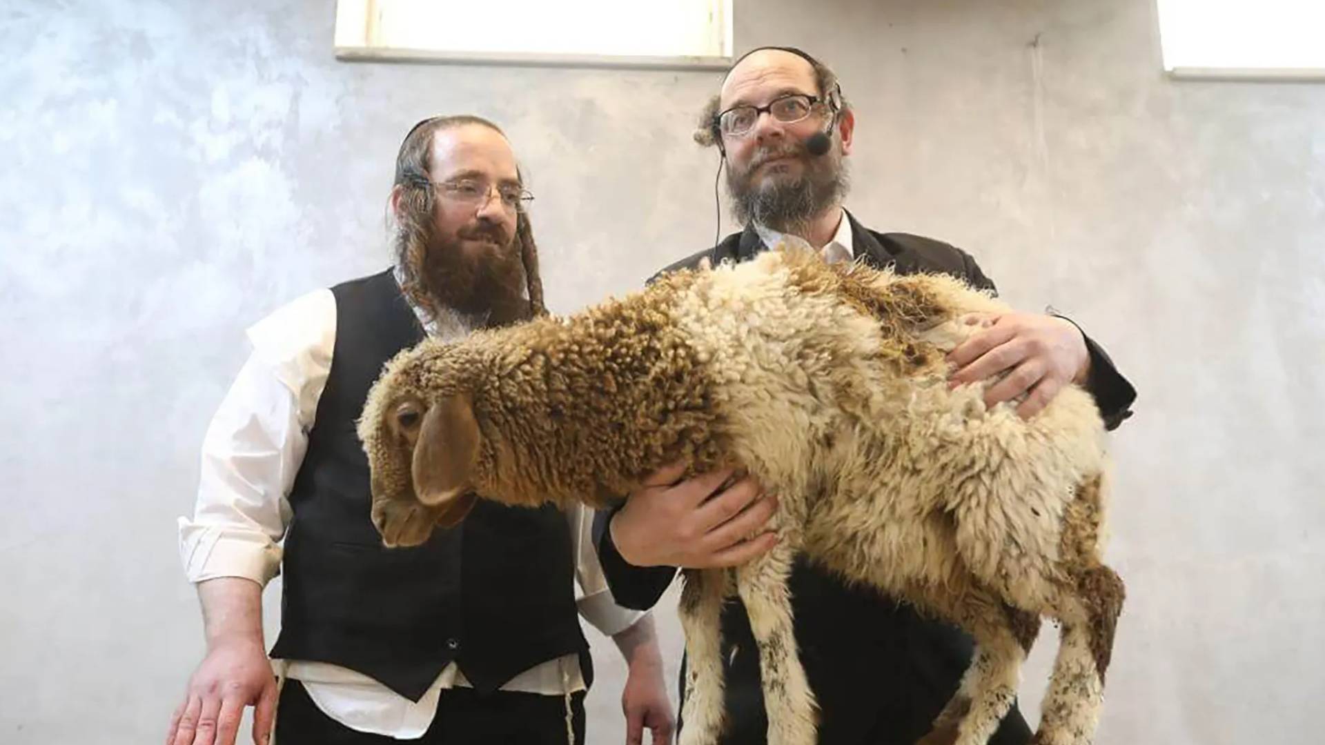 مستوطنون يحملون "ماعز"