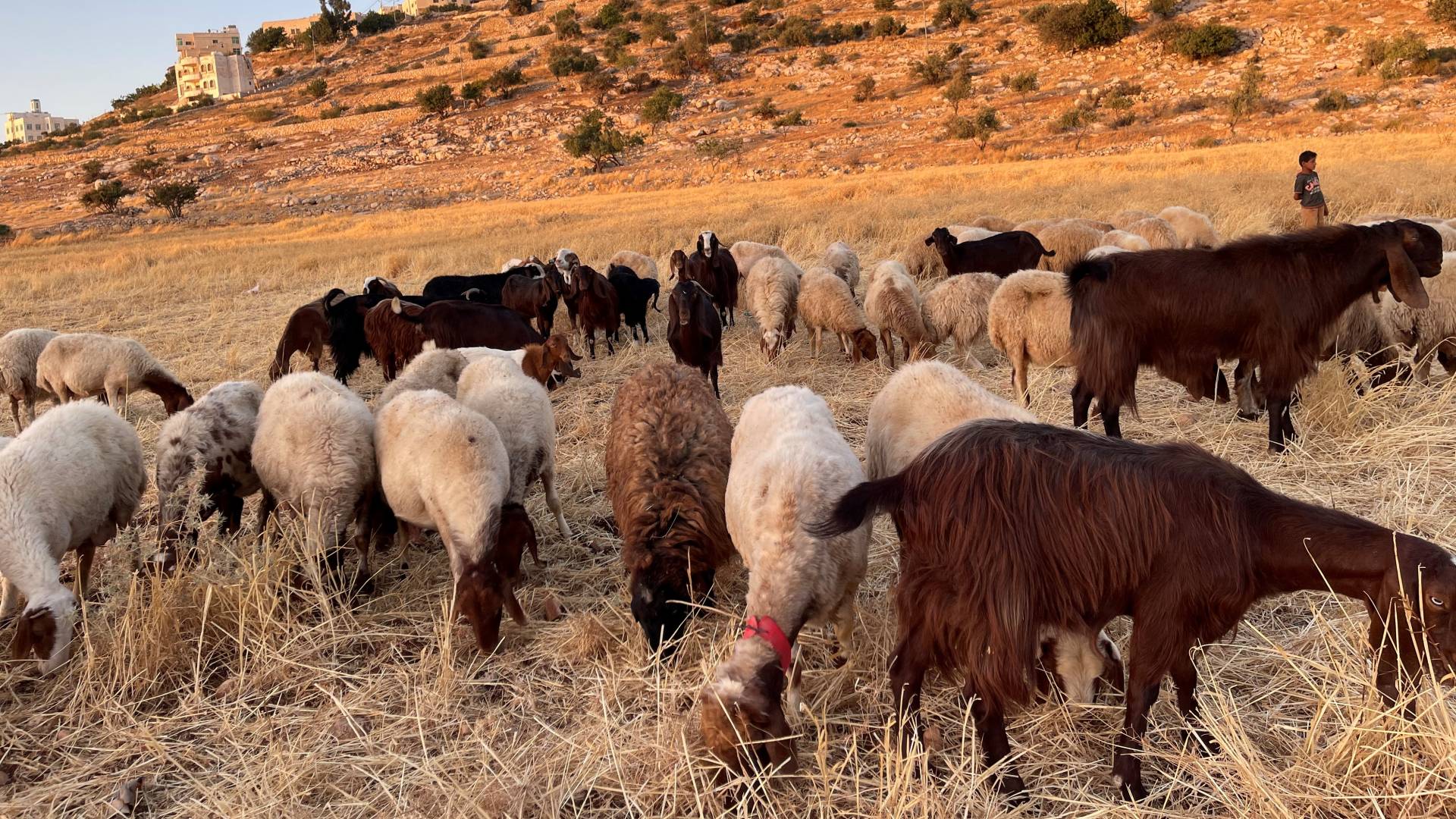 أغنام - تعبيرية