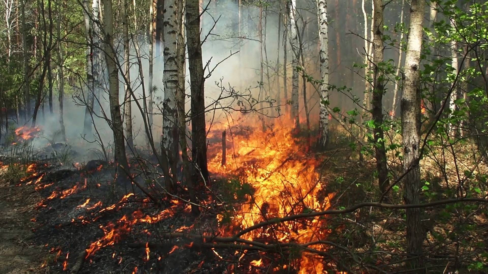 حرائق غابات - تعبيرية