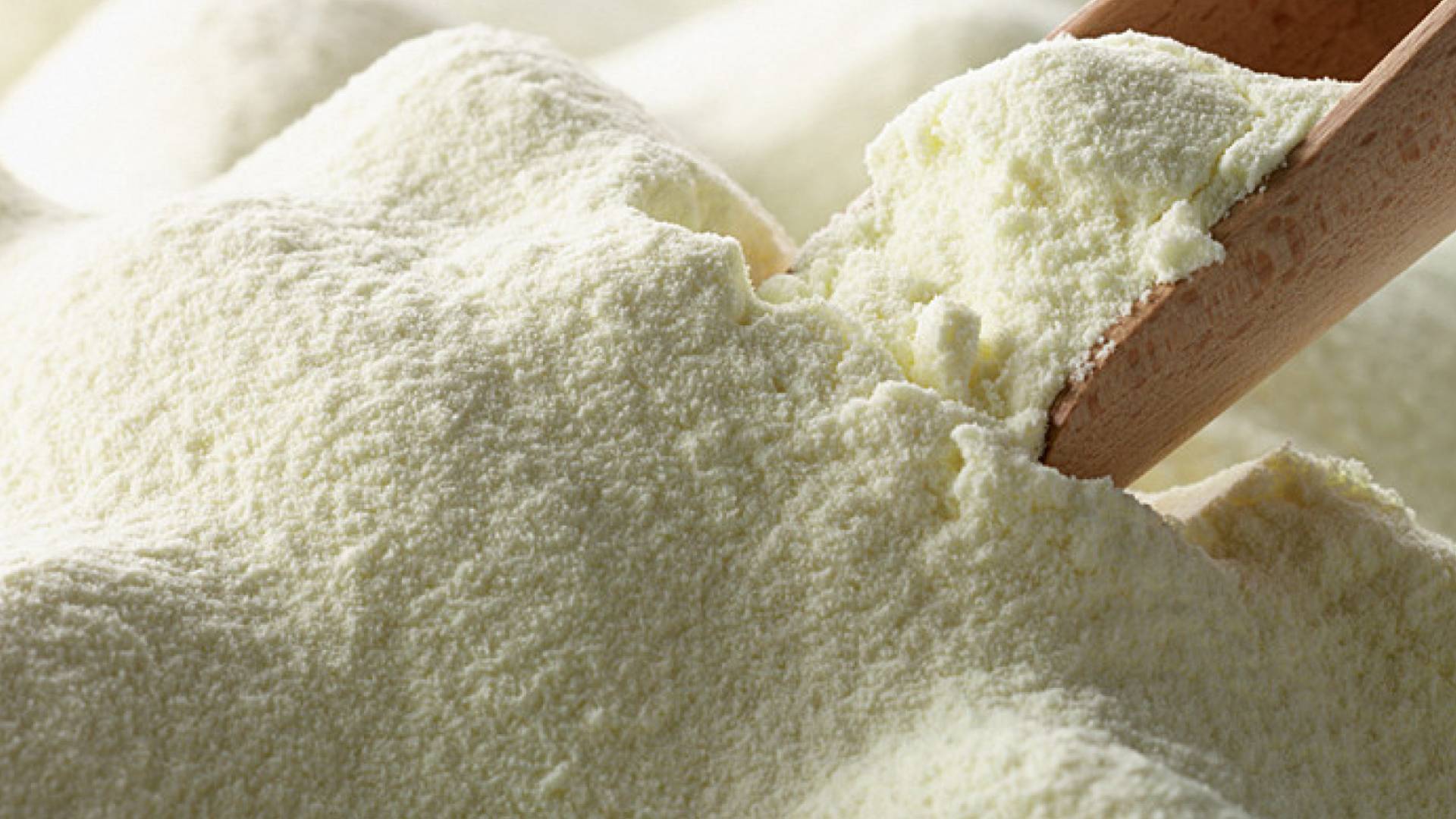 حليب البودرة