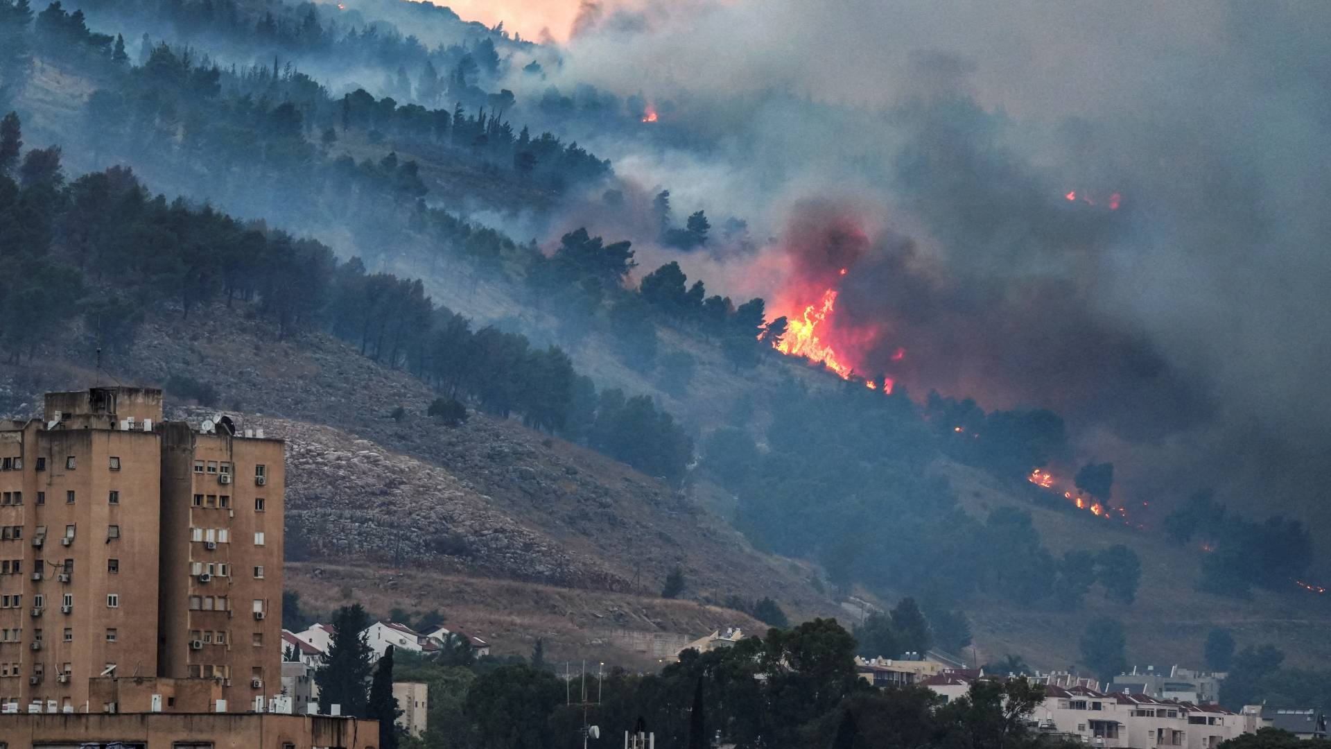 حرائف أشجار في كيان الاحتلال