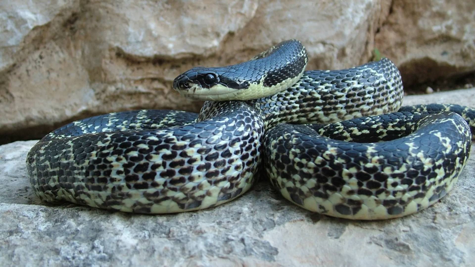 أفعى فلسطين