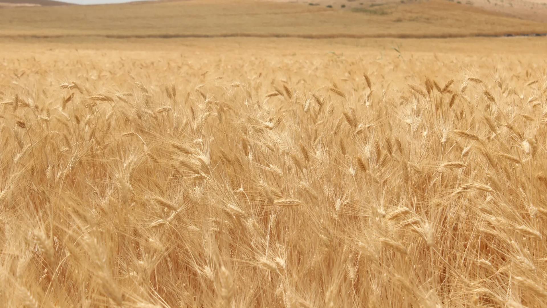 زراعة القمح في الأردن