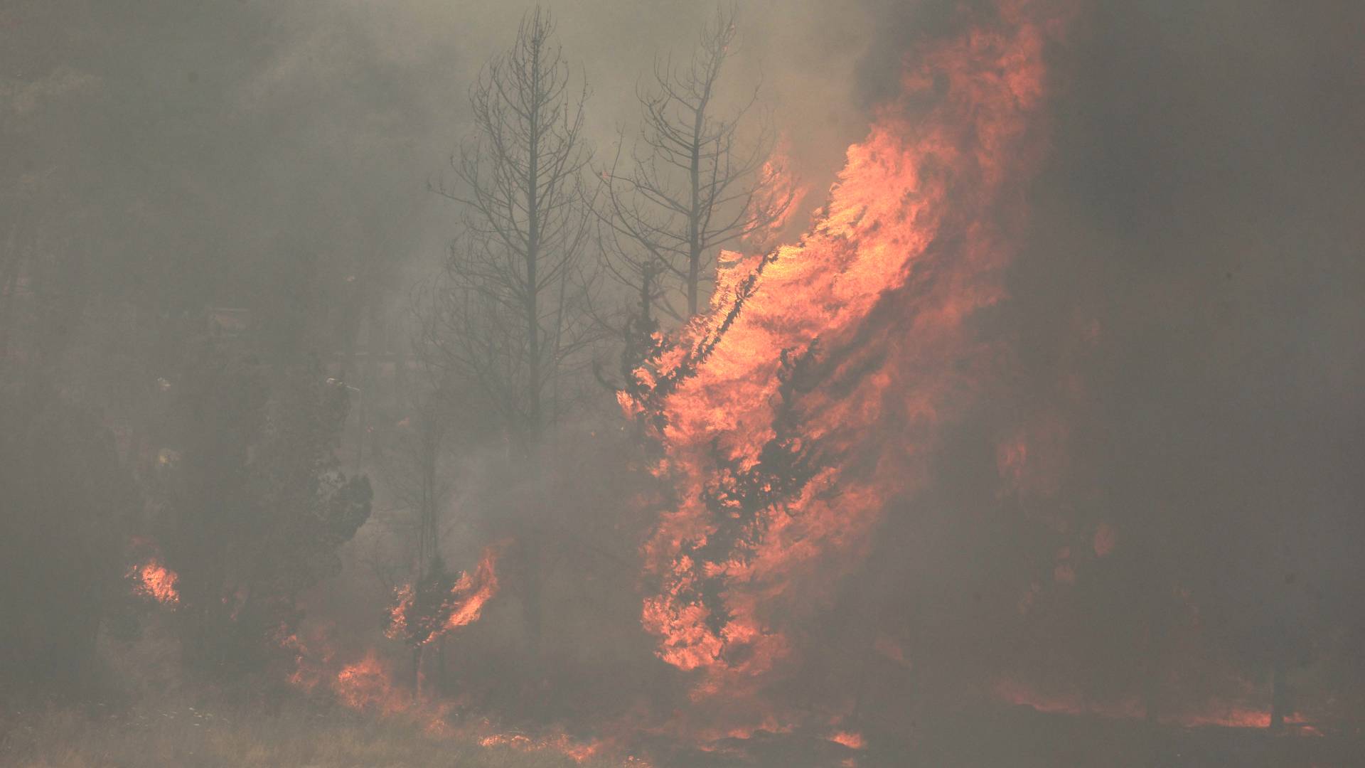 جانب من الحرائق في الأراضي الفلسطينية المحتلة