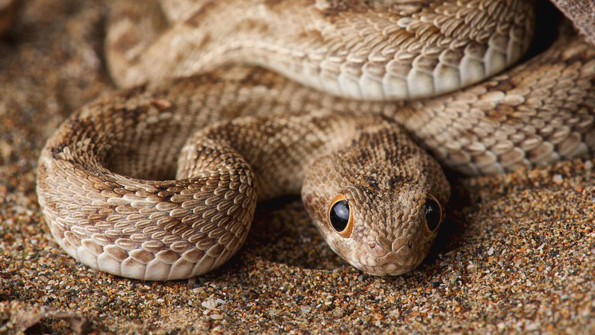 أفعى الحراشف المنشارية