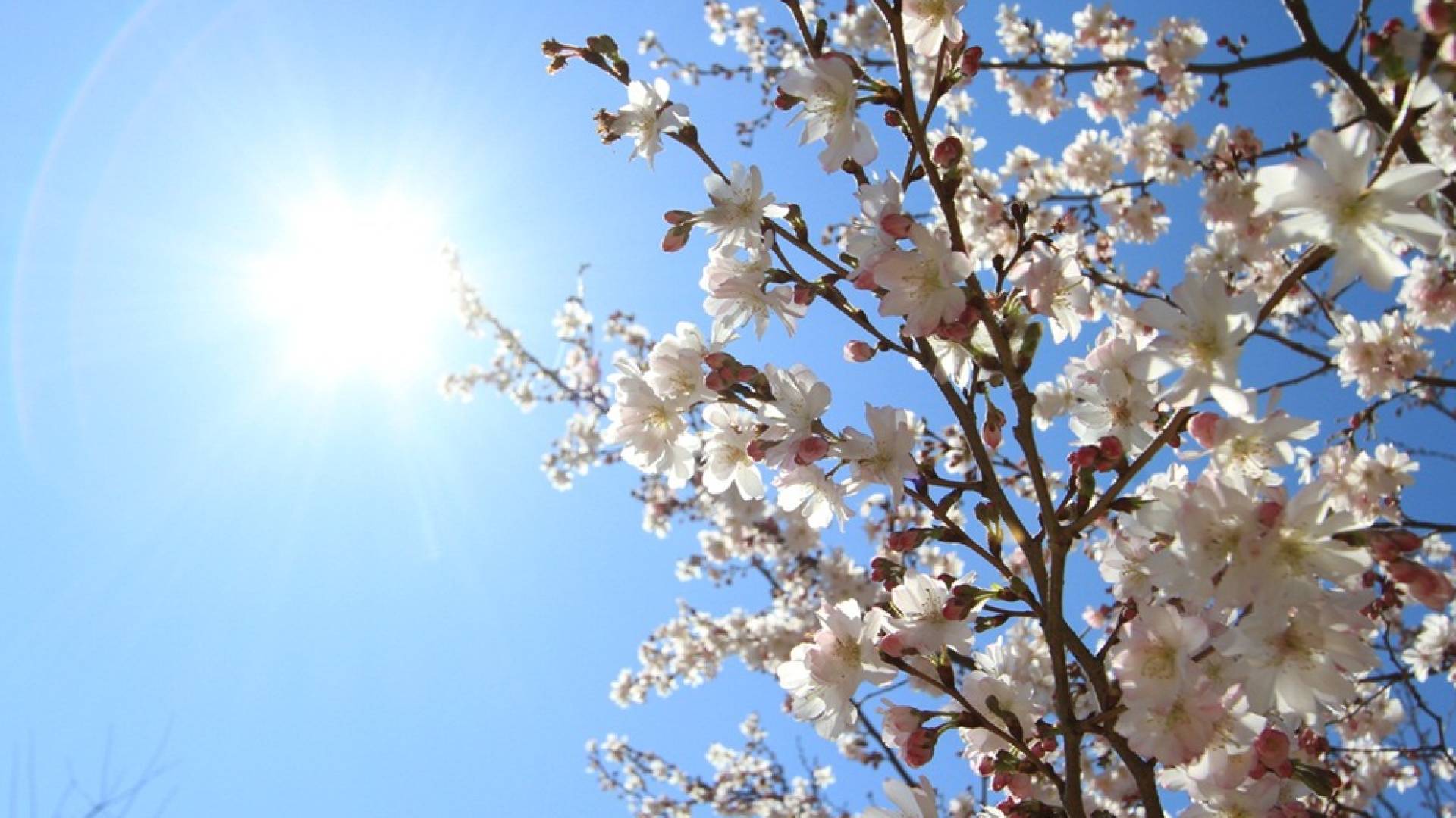 أجواء ربيعية