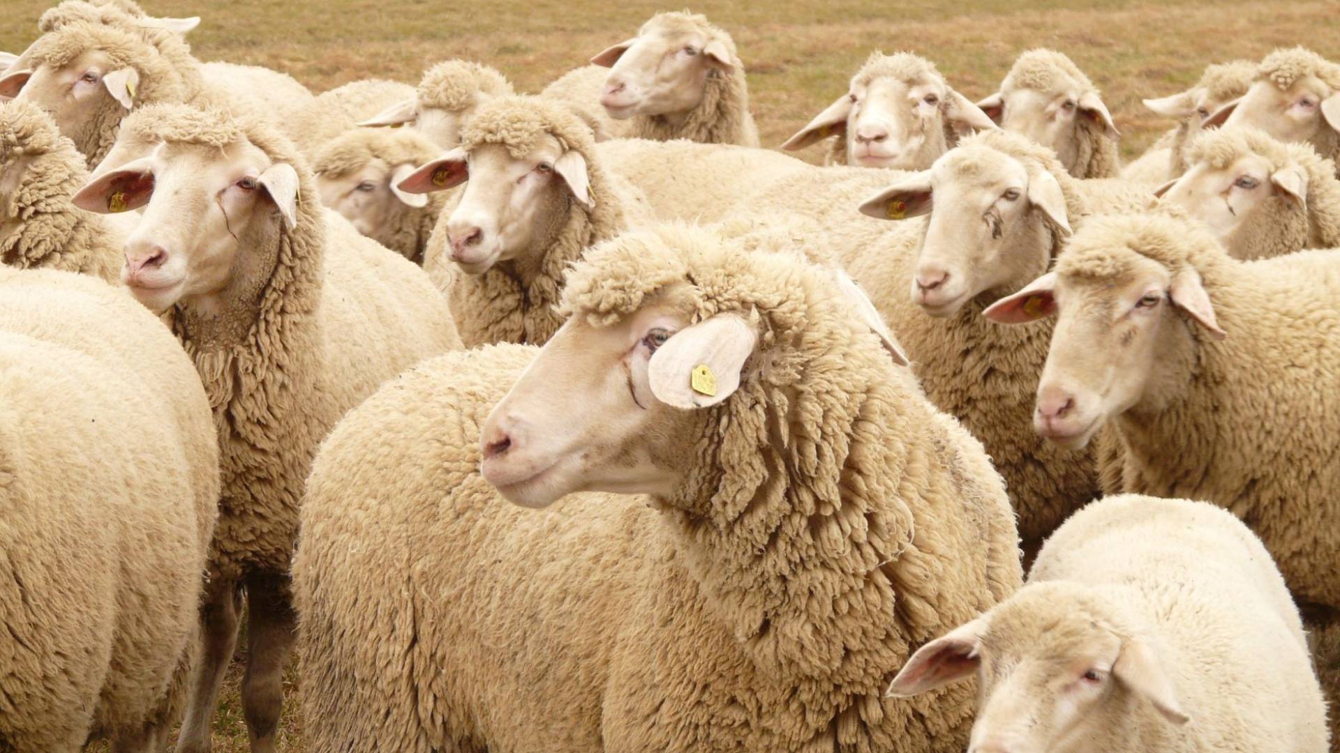 الأغنام الرومانية