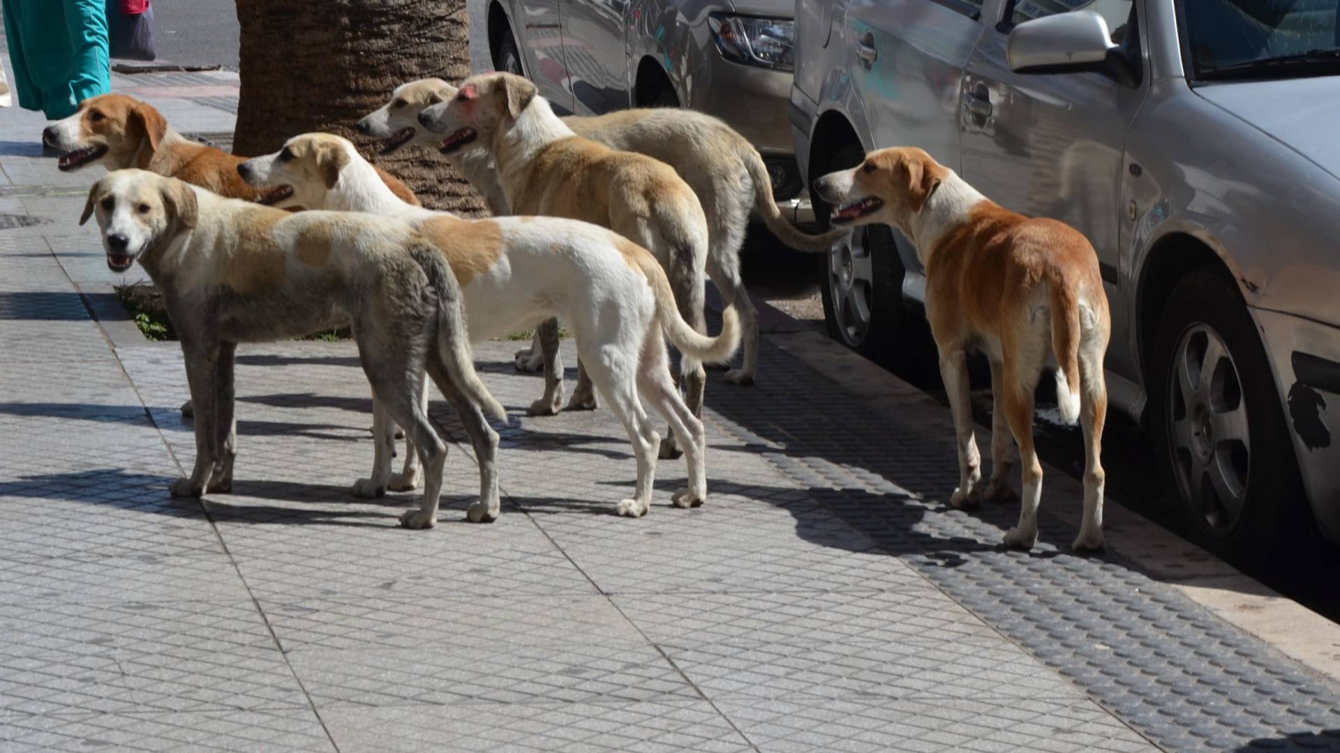 الكلاب الضالة