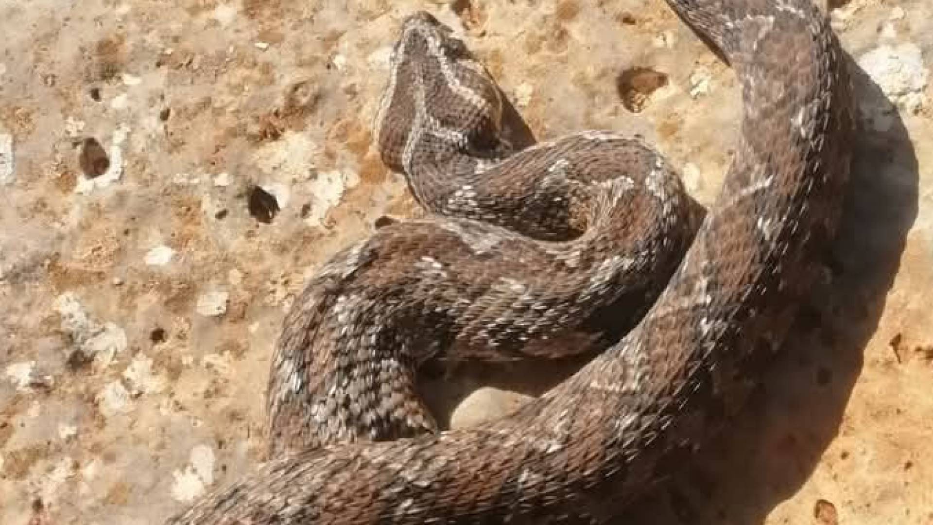 أفعى فلسطين