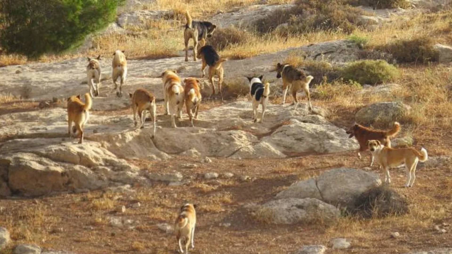 الكلاب الضالة