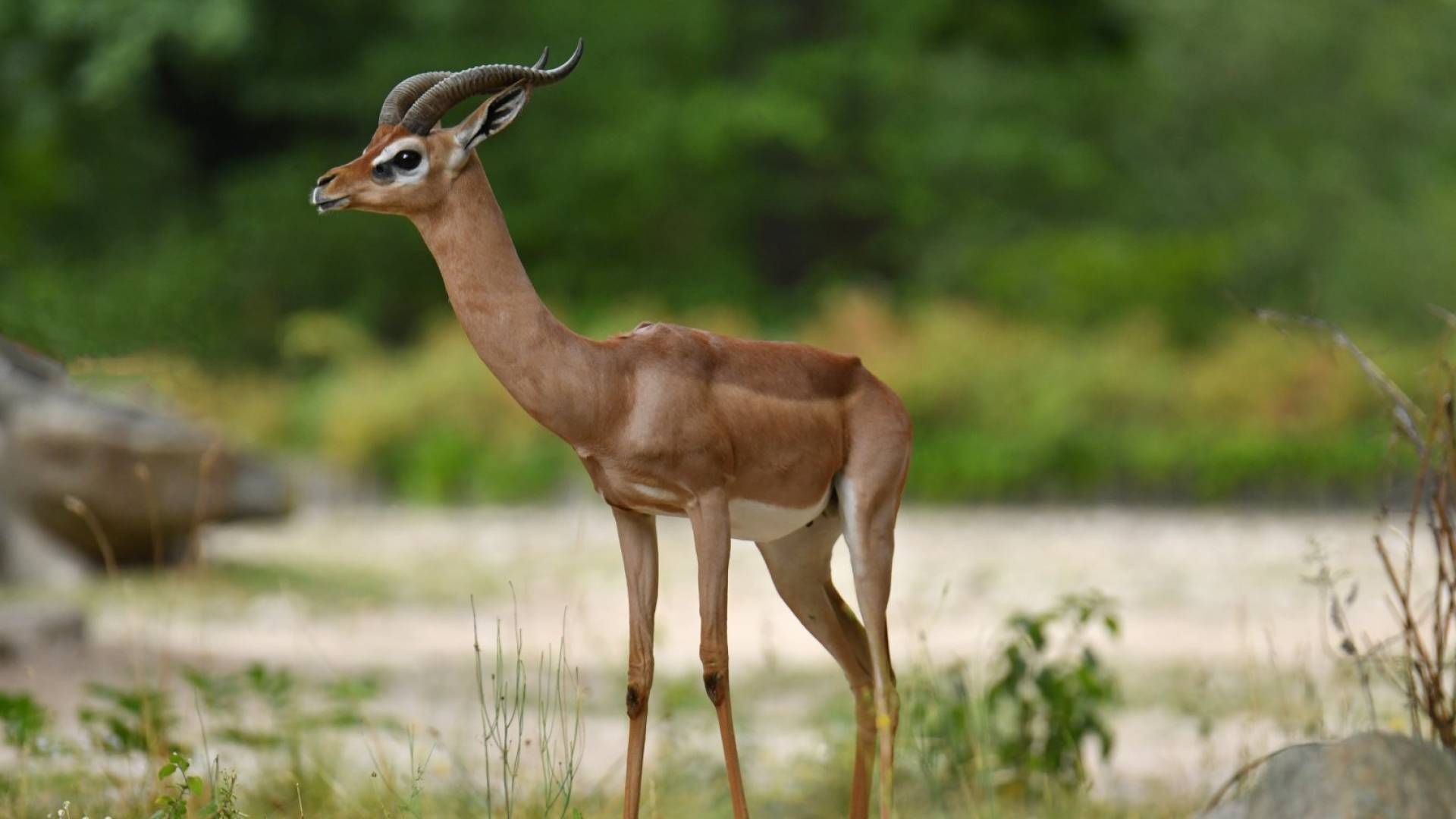 ظبي الجرنوق