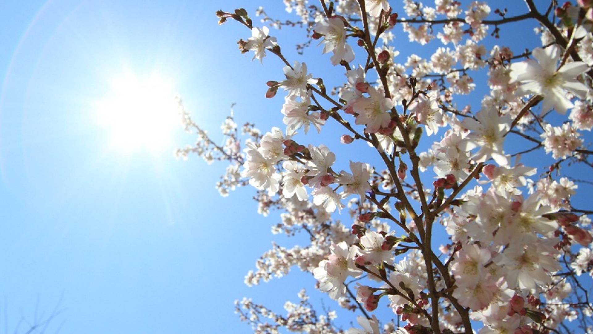 طقس ربيعي - تعبيرية