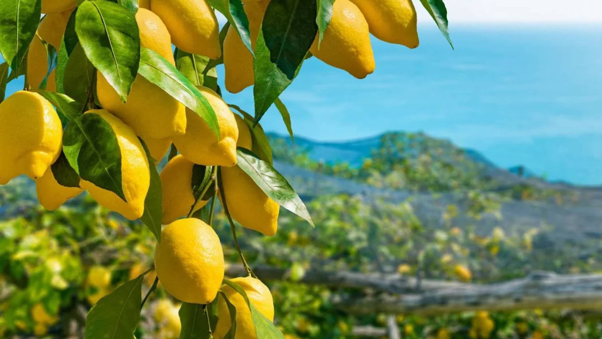 شجرة ليمون - تعبيرية