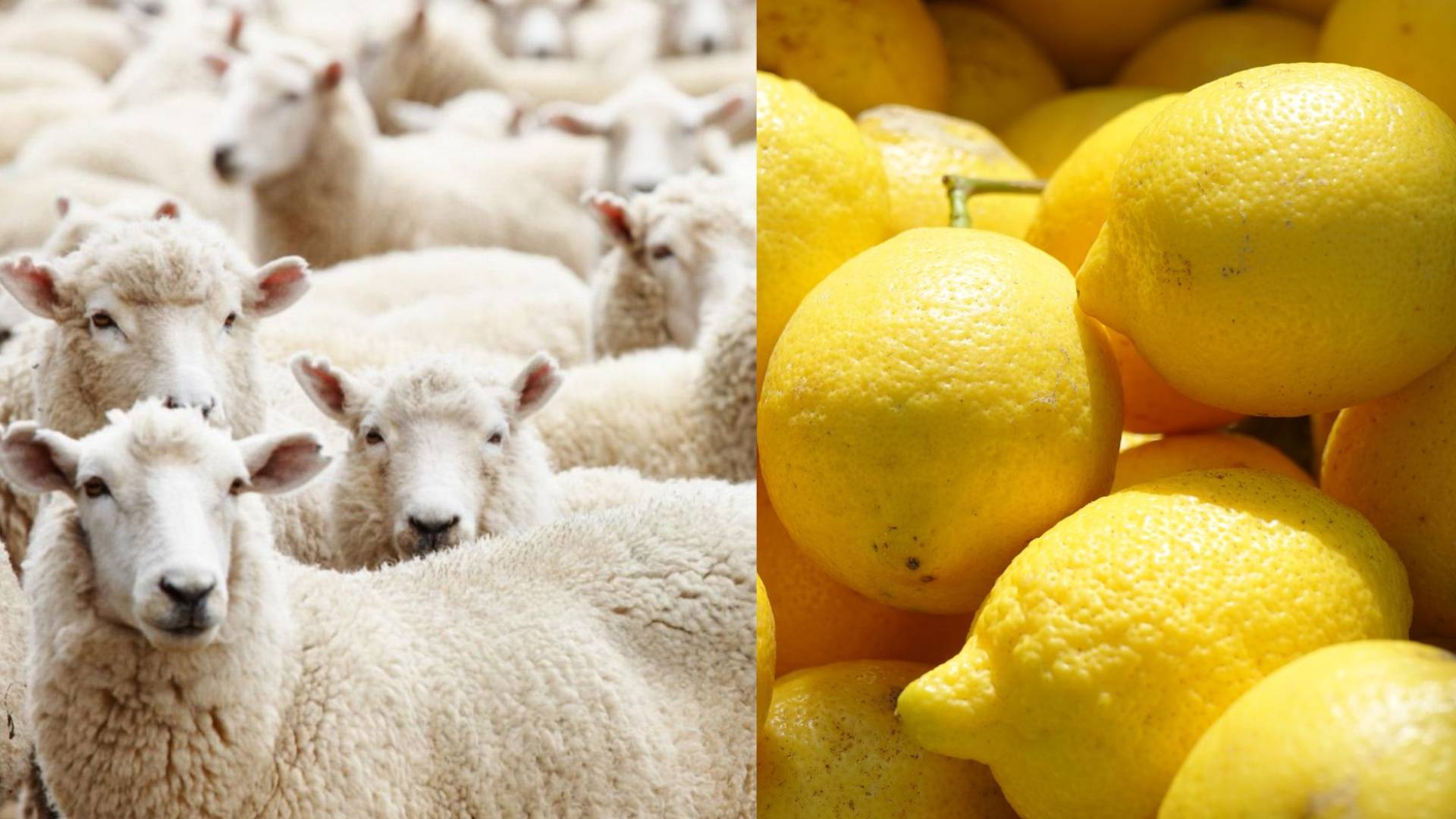 صورة تظهر محصول الليمون وماشية