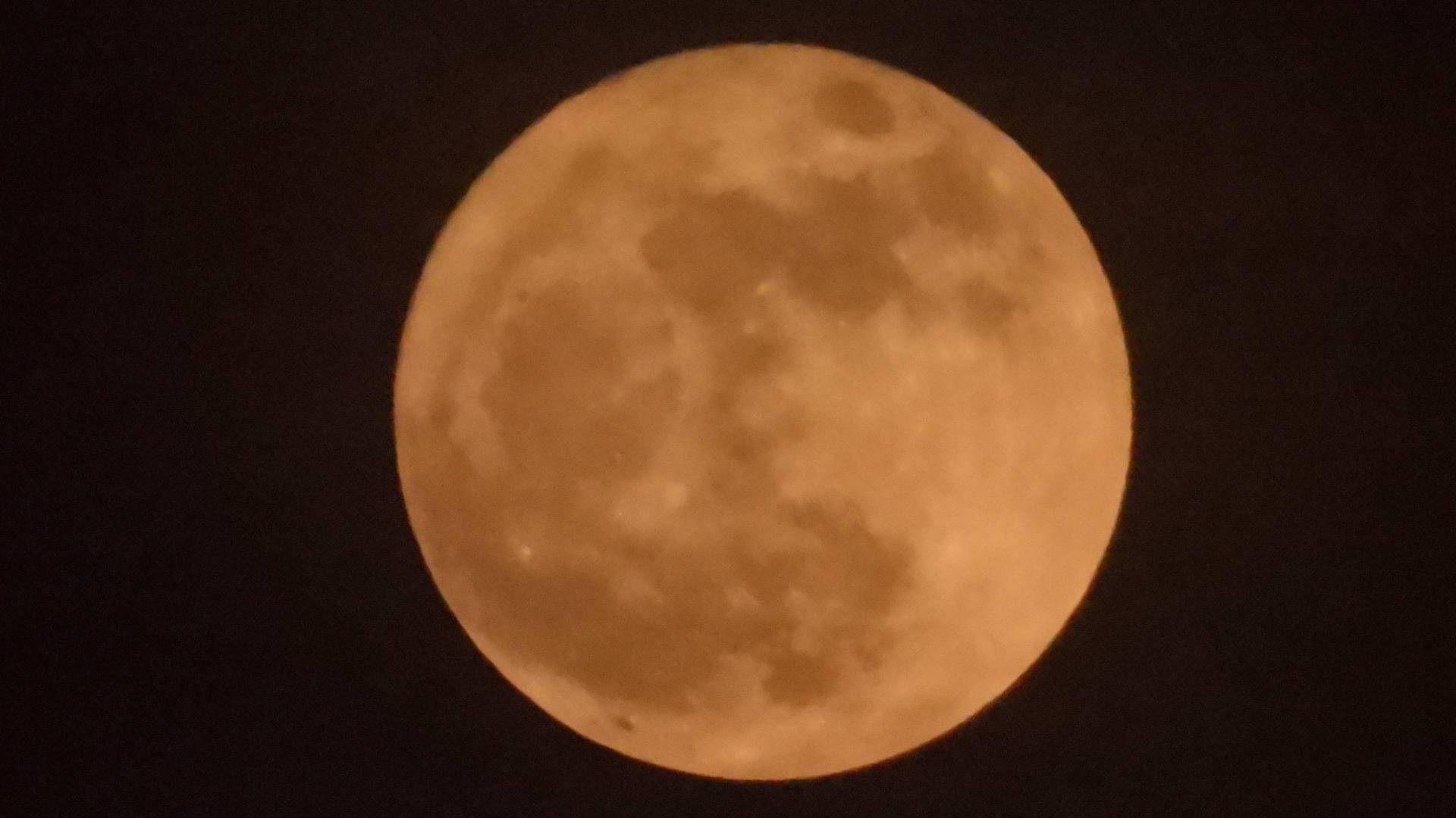 البدر الوردي