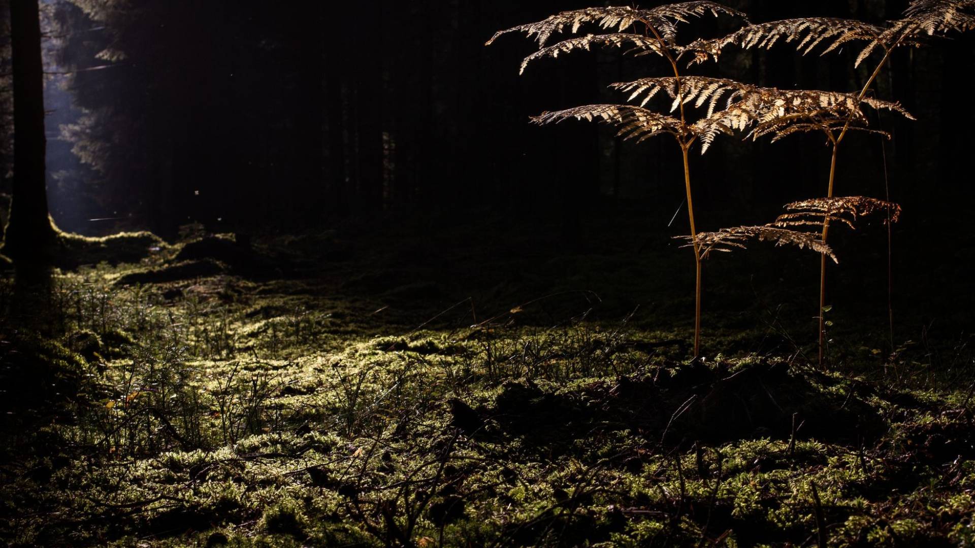 صورة تظهر غابة