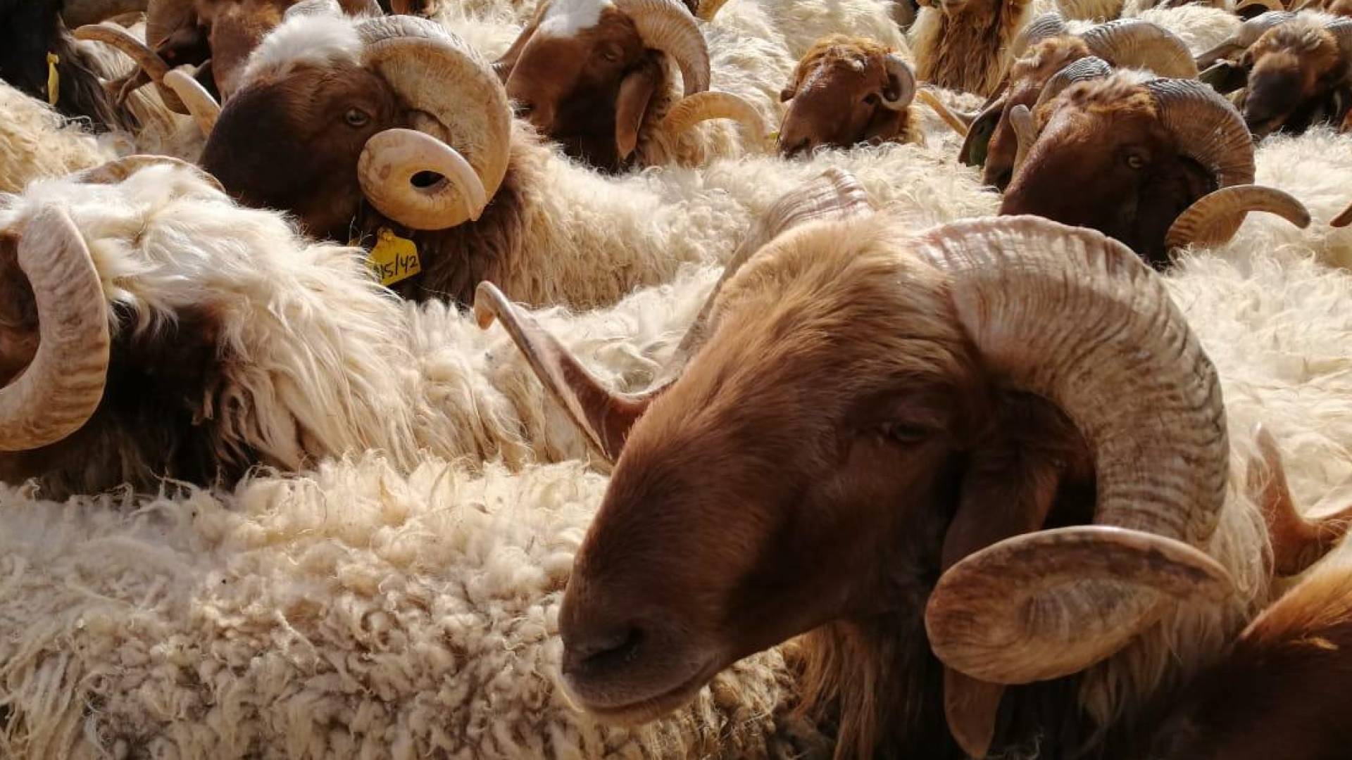 خراف - تعبيرية