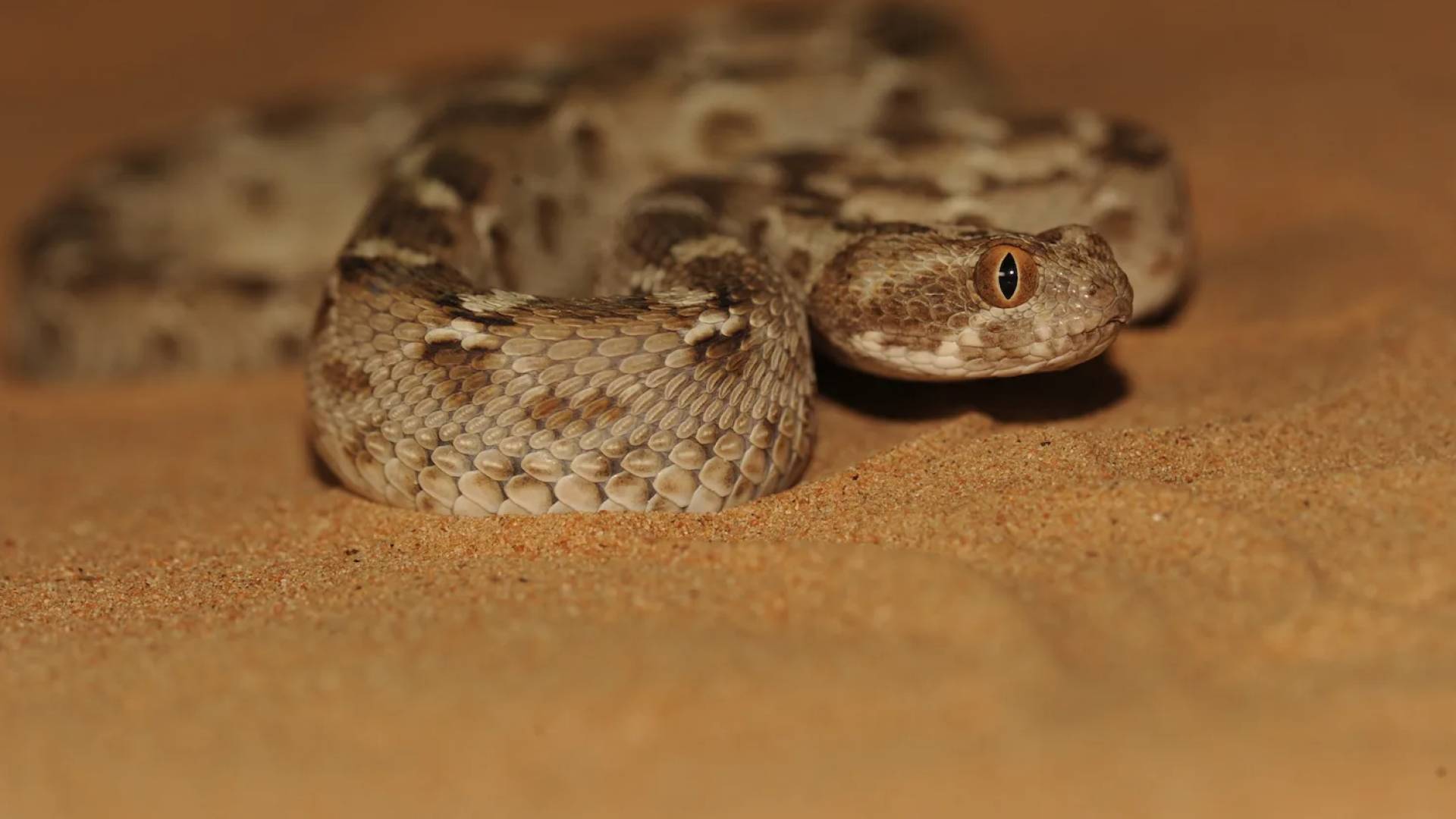 أفعى - تعبيرية