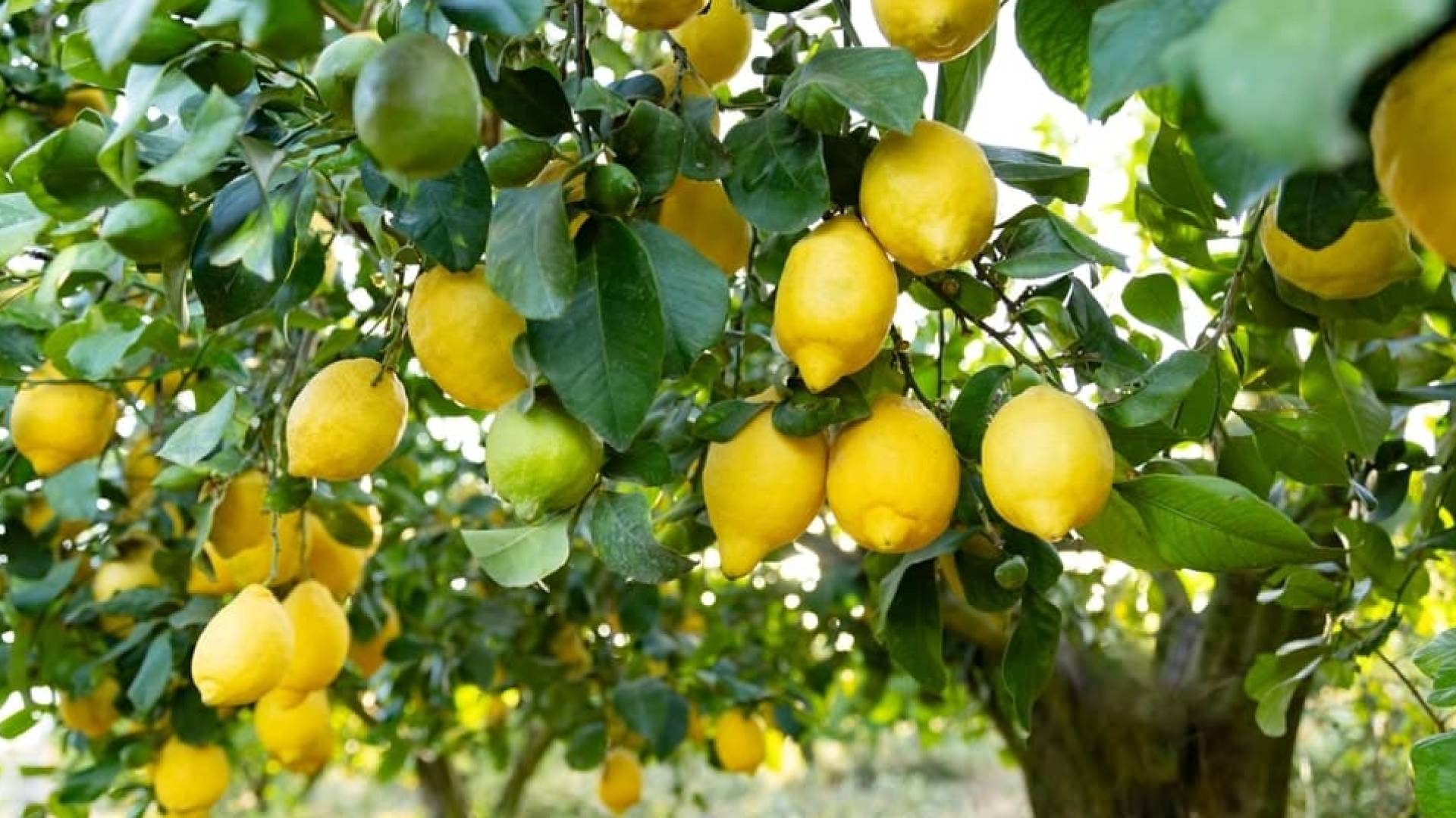 ليمون تعبيرية