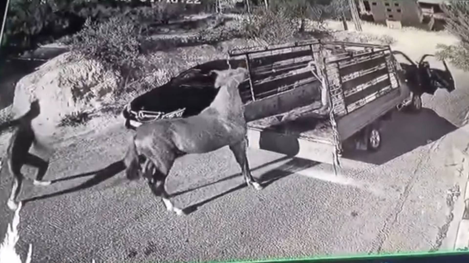 خلال محاولة سرقة الخيل