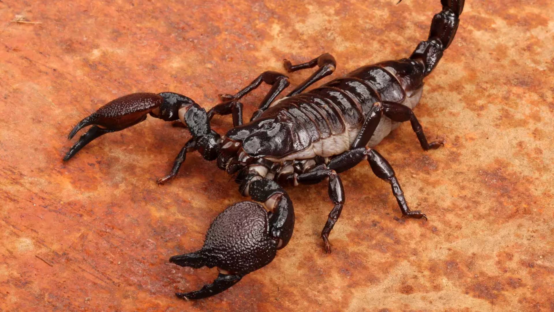 عقرب "اللوريس"