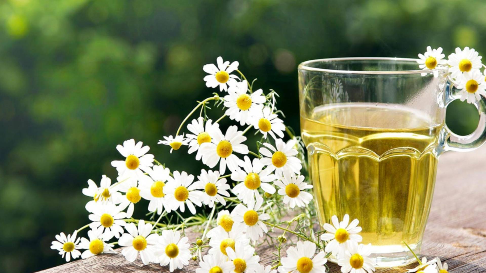 منقوع البابونج