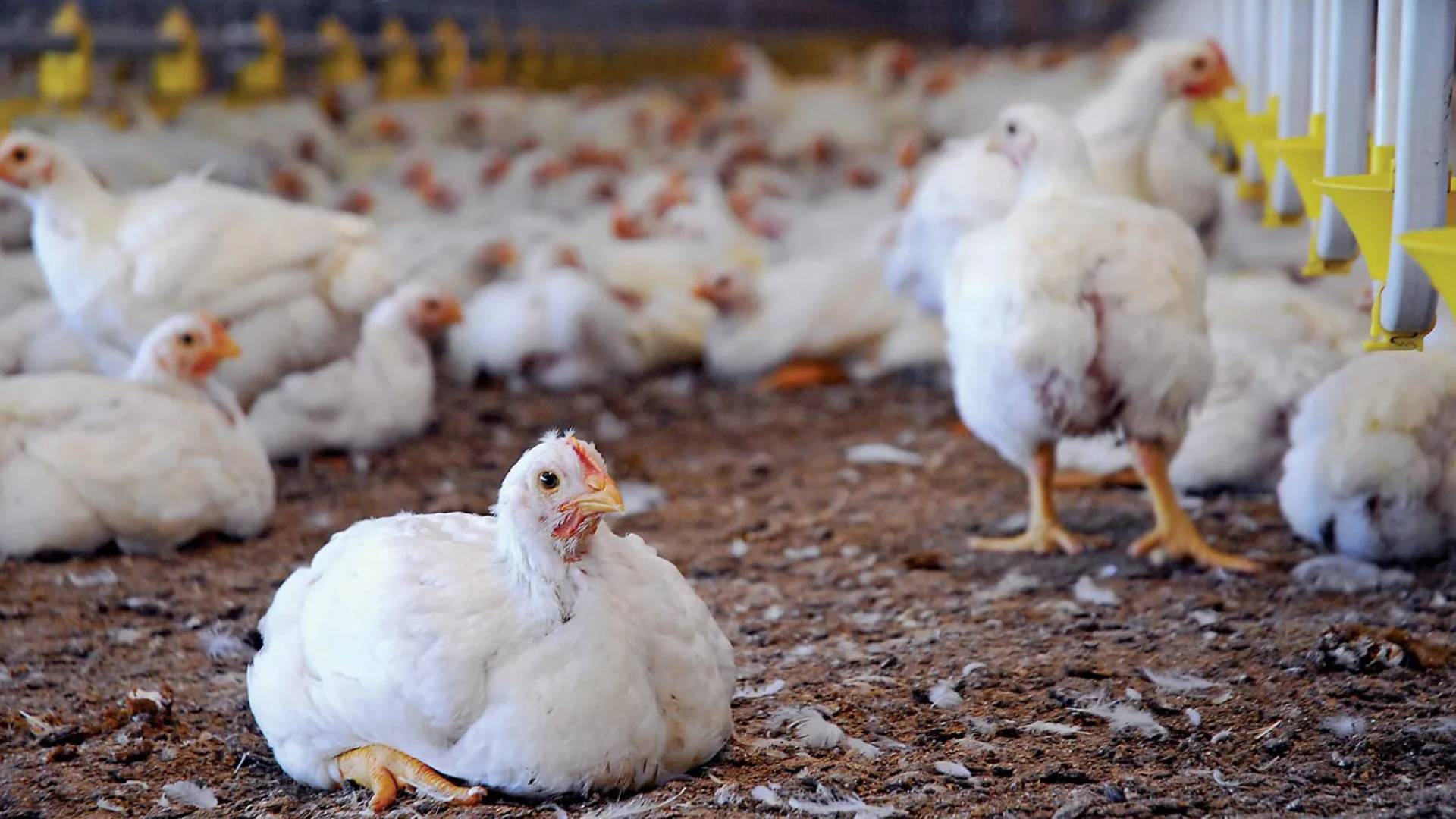 مزارع دجاج أبيض - تعبيرية