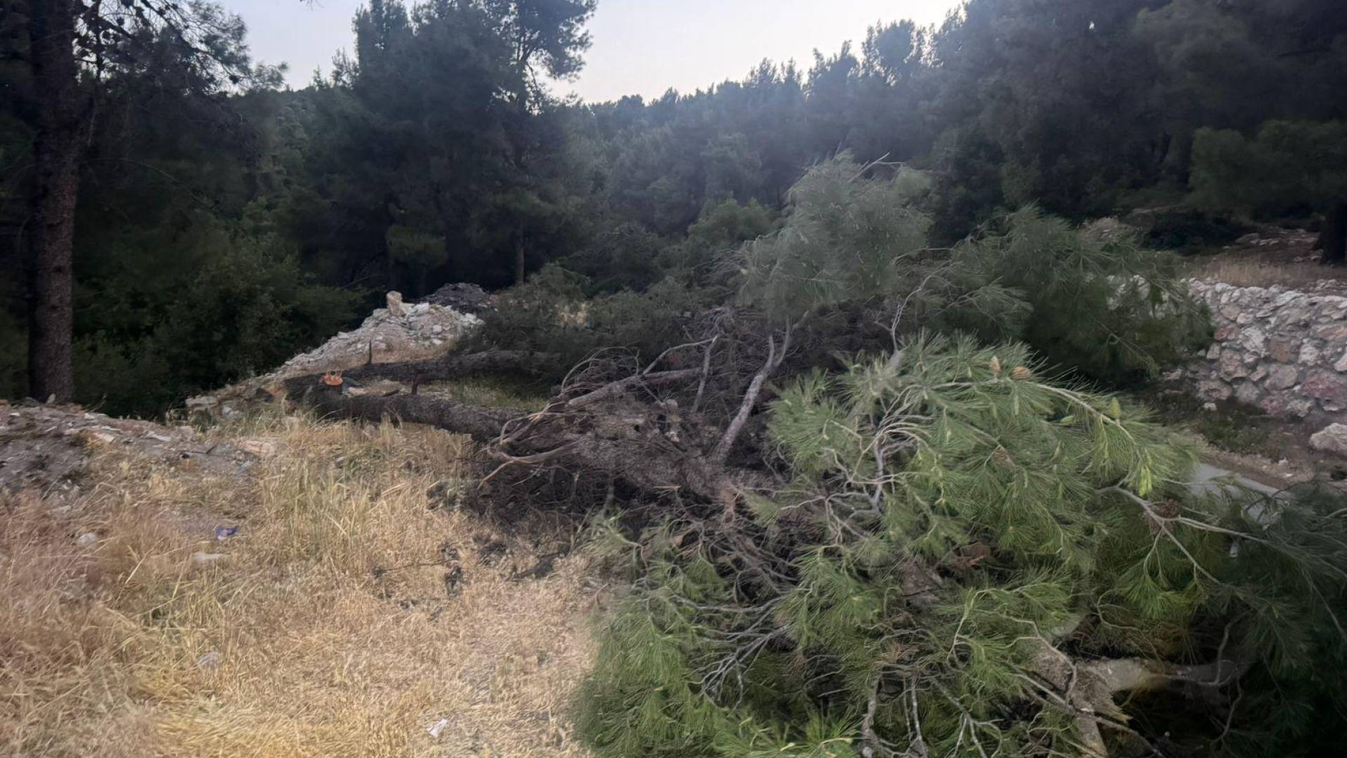 اعتداء واسع على الثروة الحرجية في منطقة ساكب بمحافظة جرش