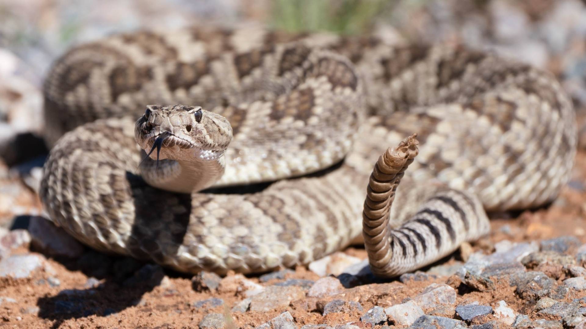 أفعى ضخمة "تعبيرية"