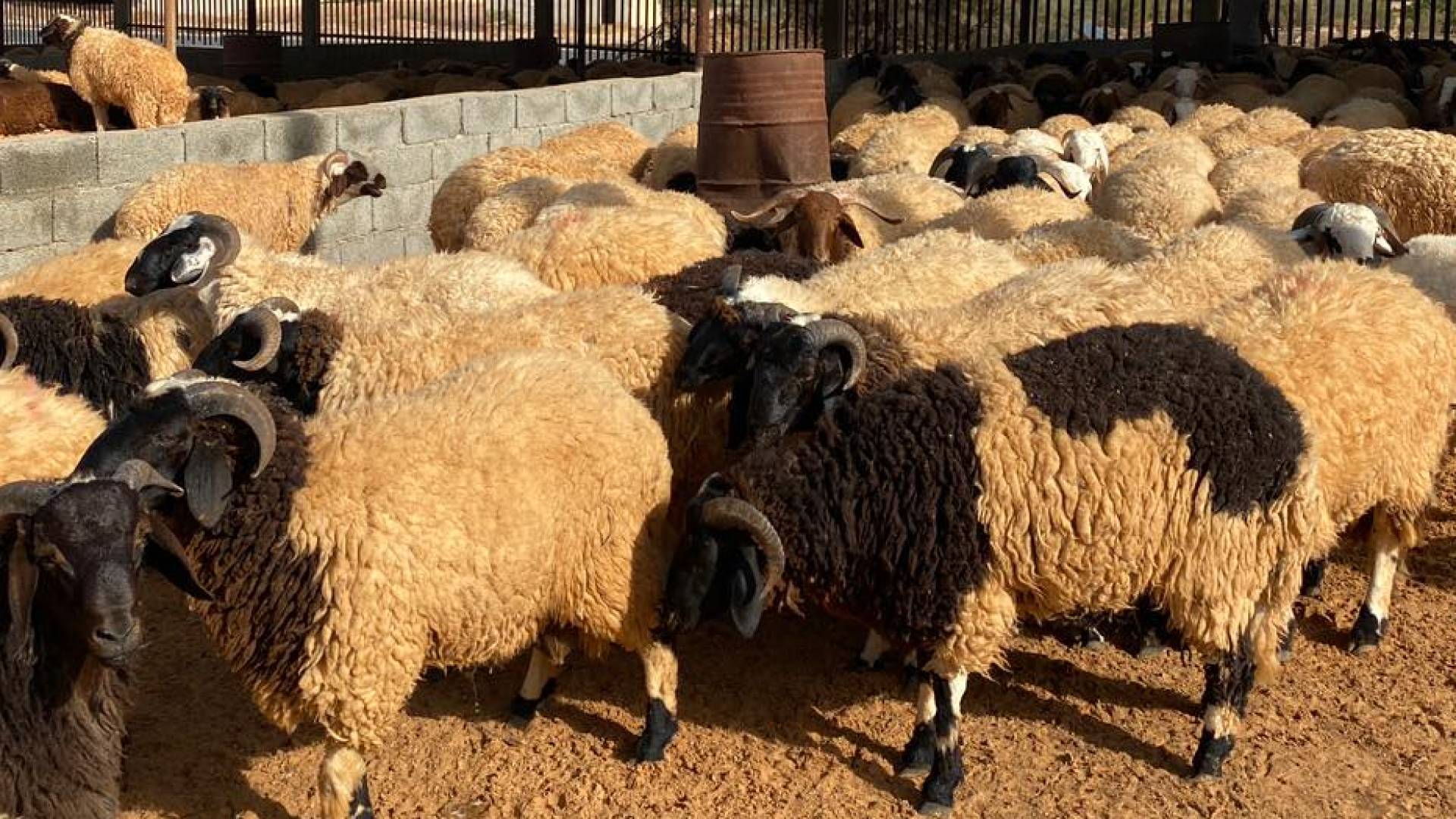 أضاحي العيد