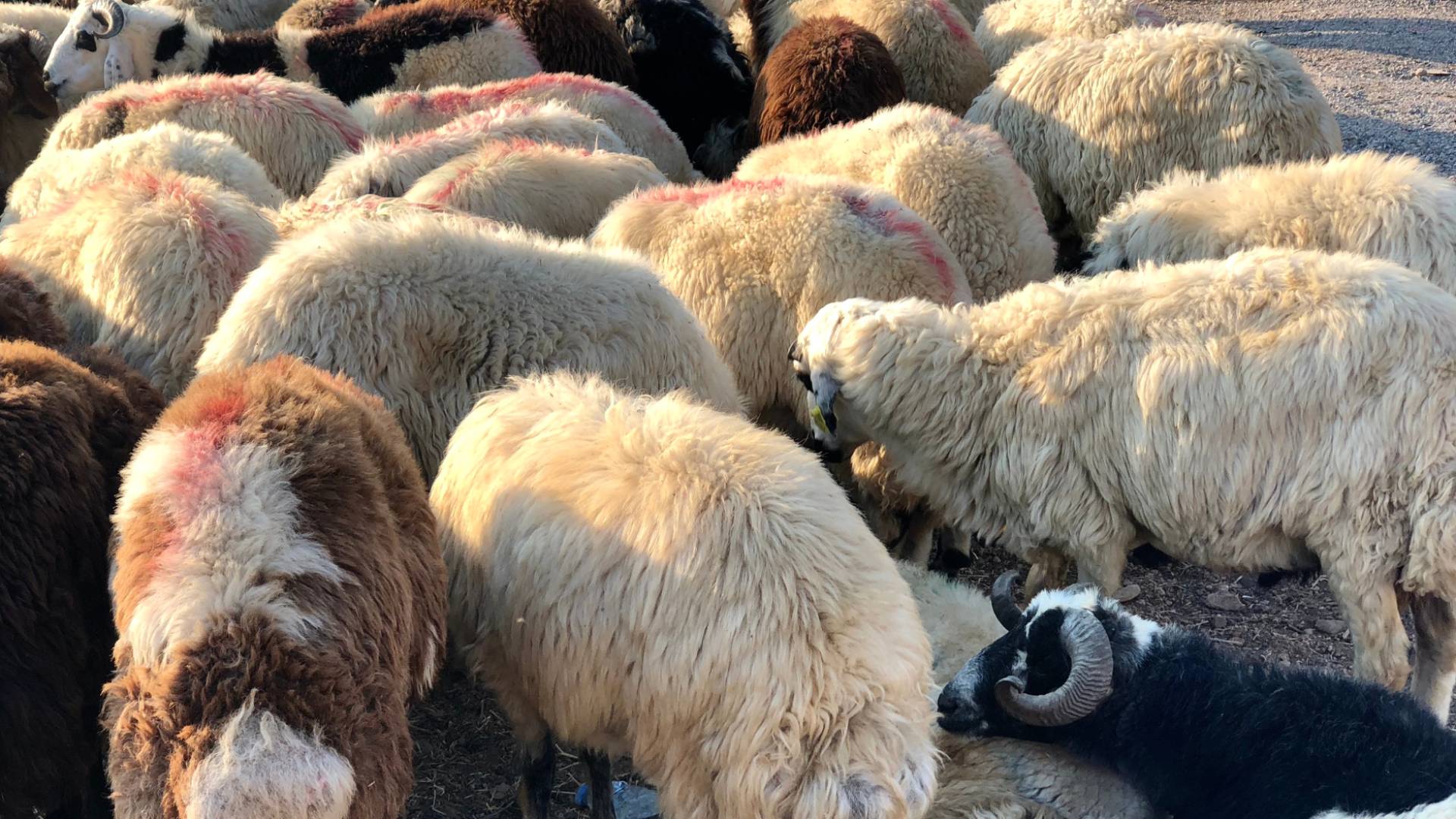 حظيرة أغنام - تعبيرية