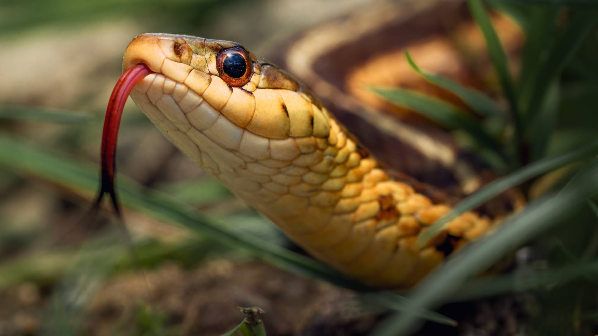 أفعى "أرشيفية"