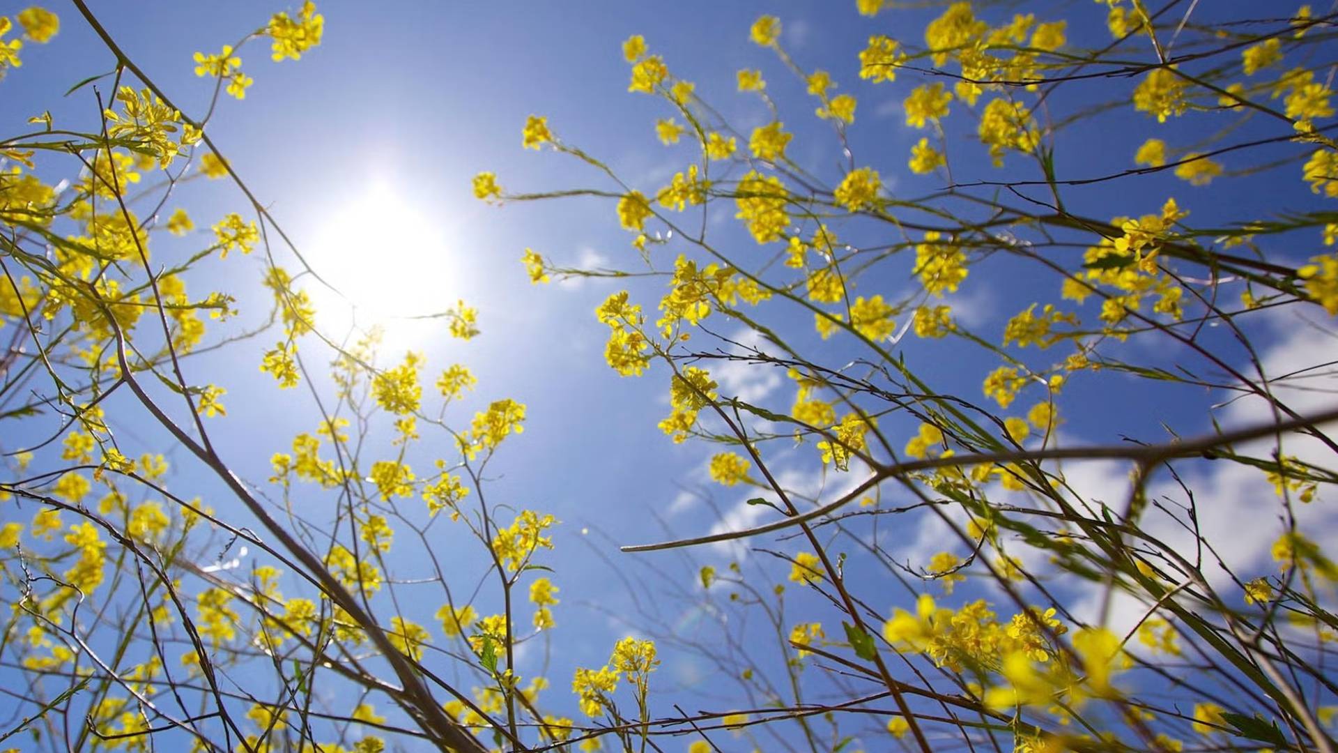 أجواء ربيعية