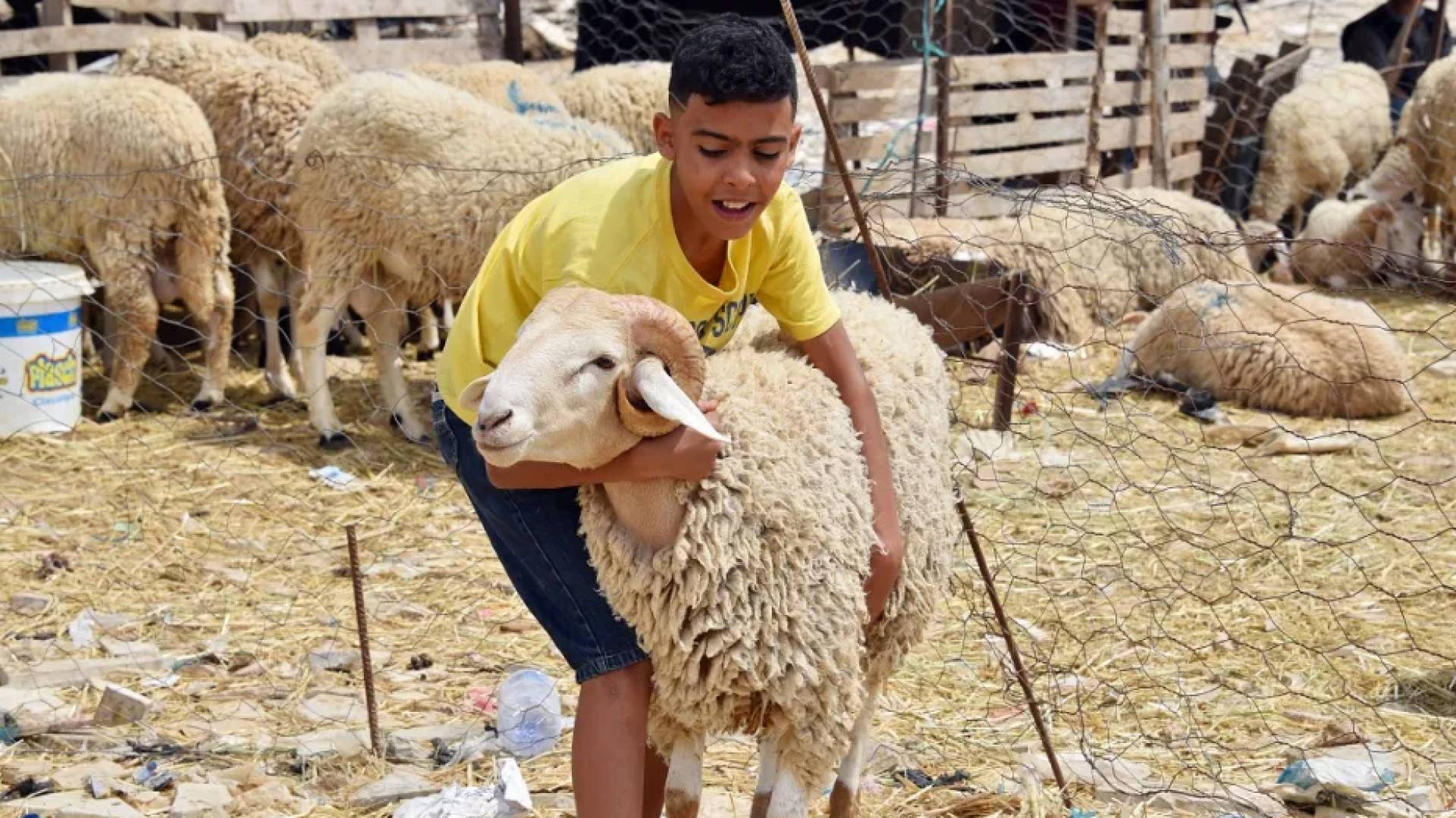 أضحية العيد