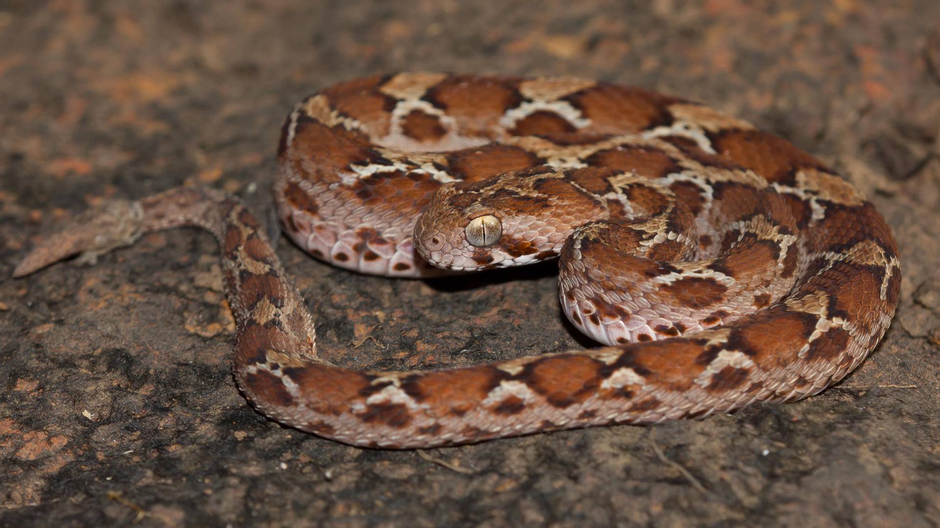 أفعى الحراشف المنشارية