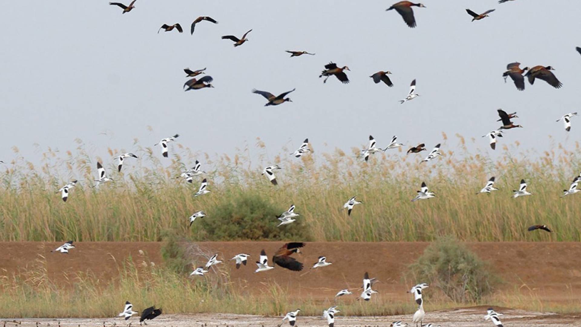 طيور مهاجرة