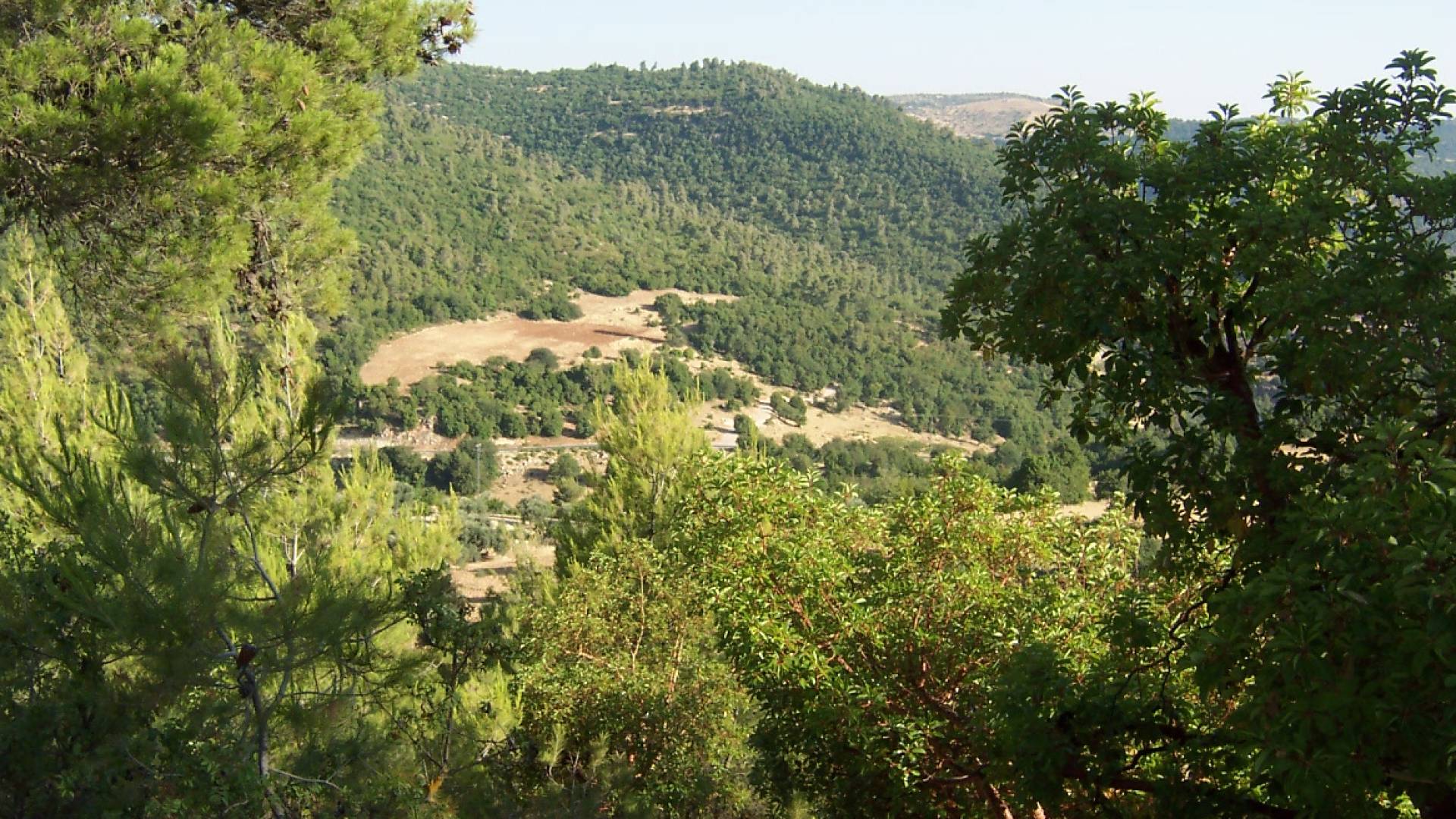 جانب من غابات عجلون - تعبيرية
